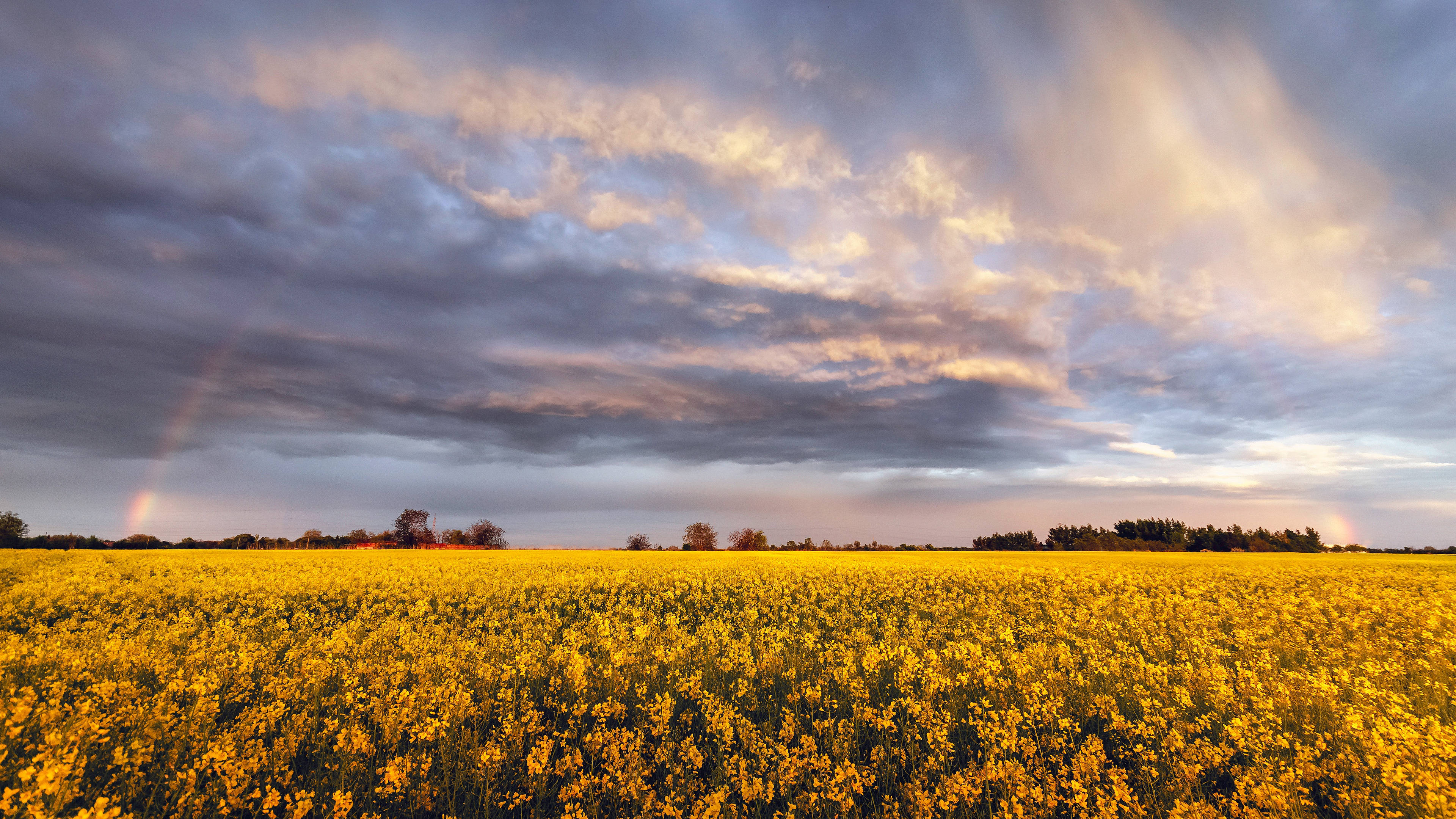 4K Sky, rapeseed field, rainbow, 4K Desktop Wallpaper