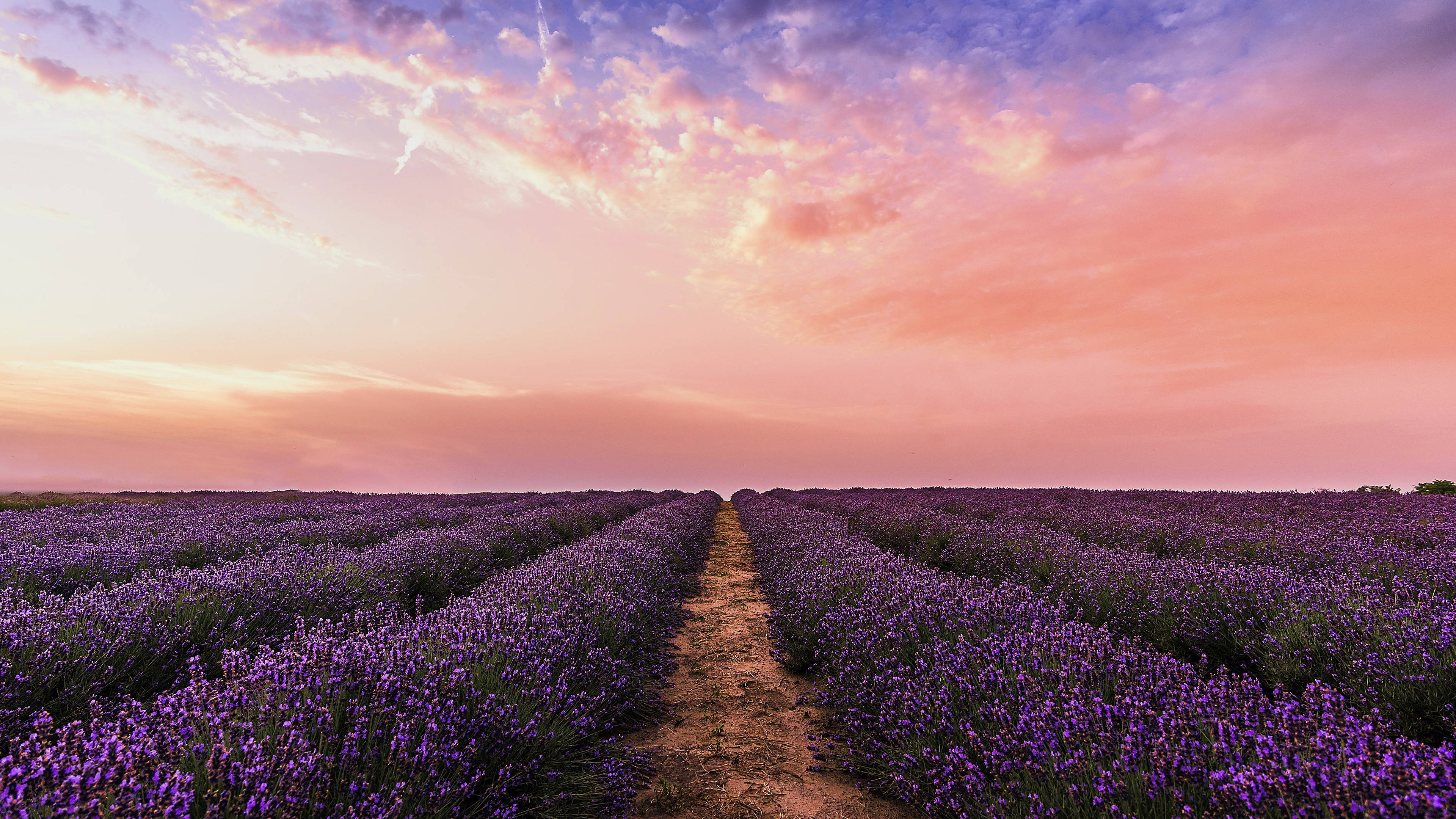 pink 4k sky, lavender field, vibrant pink and orange sunset sky, 4K Desktop Wallpaper
