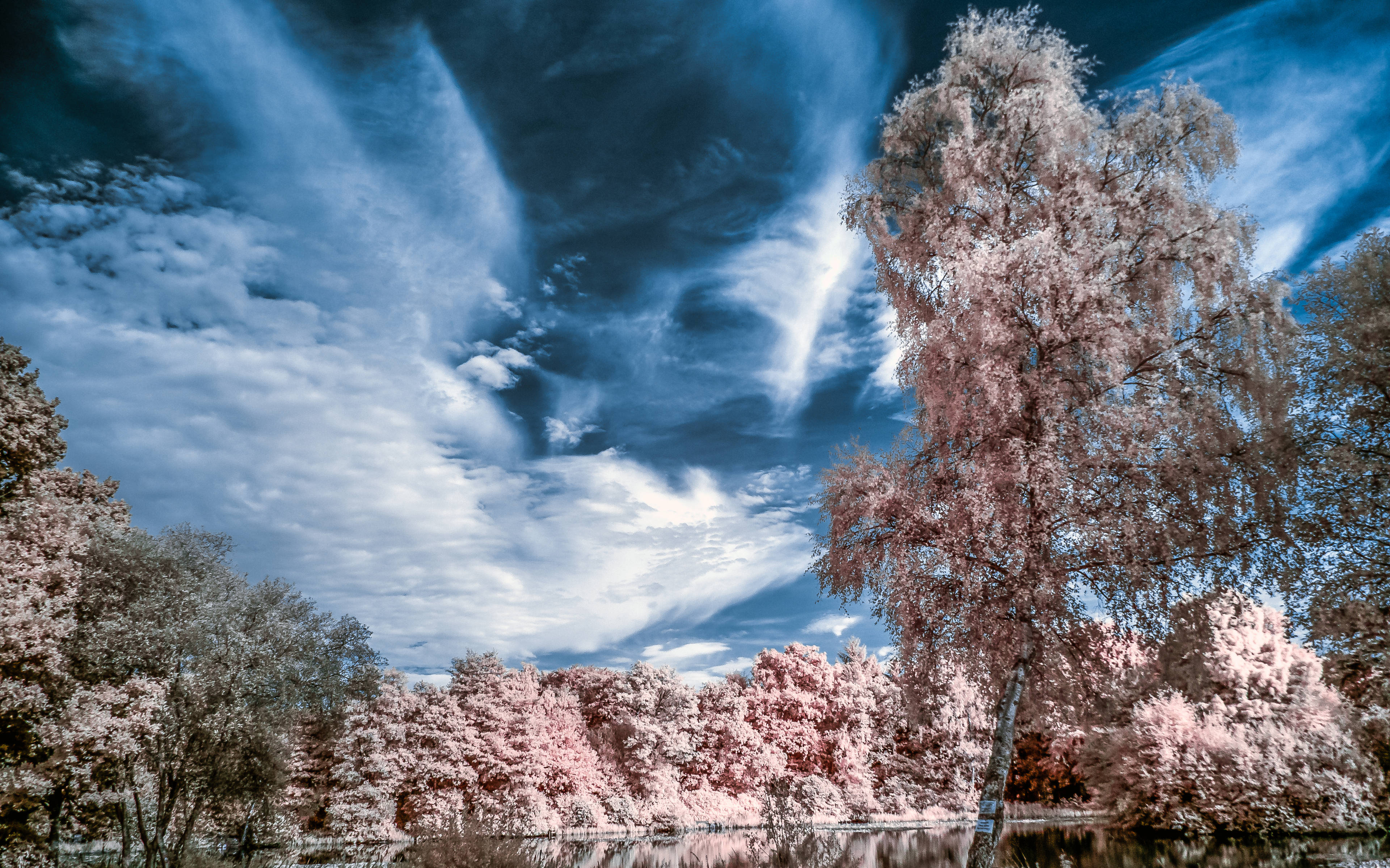 4K Sky, pink trees, deep blue clouds, 4K Desktop Wallpaper