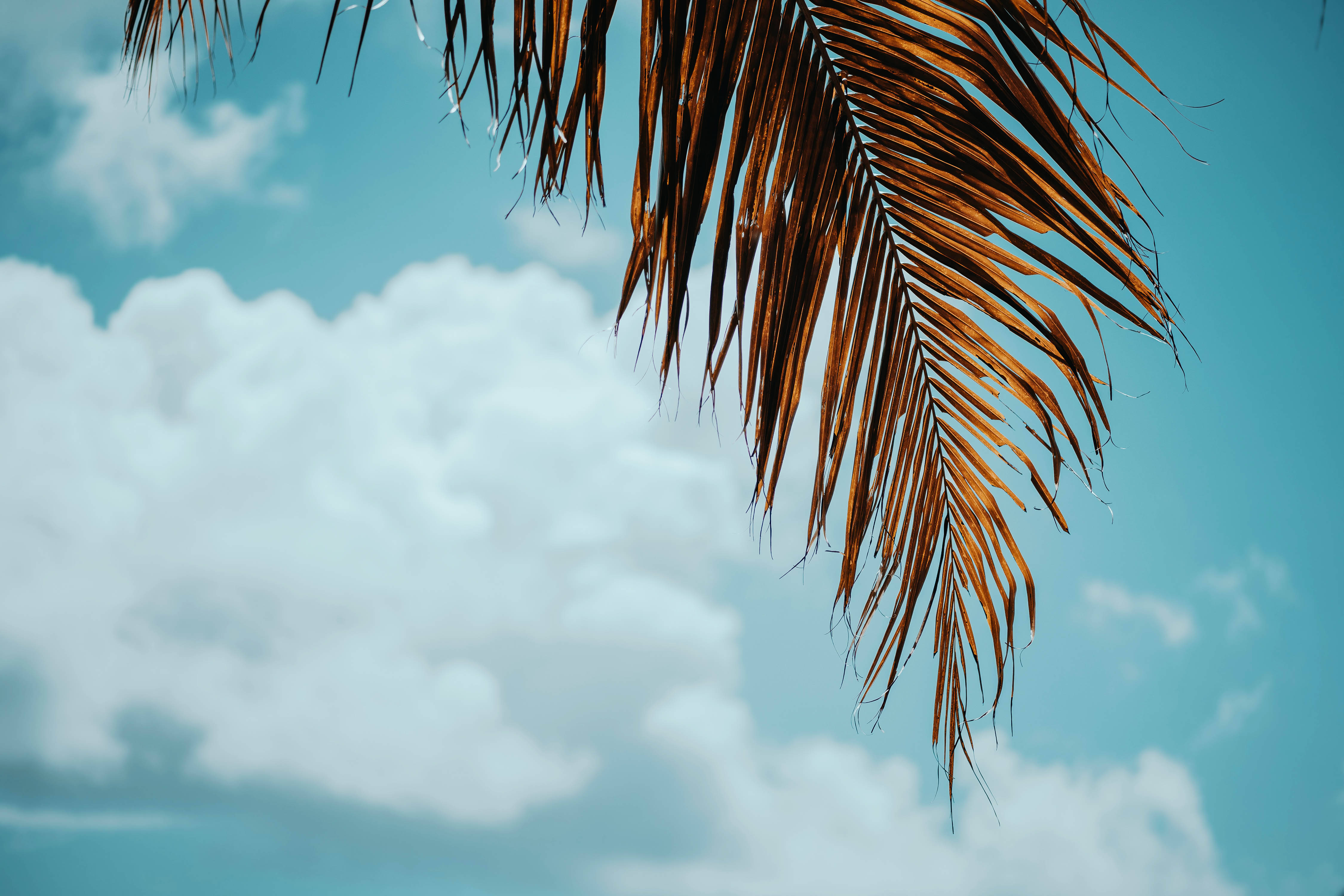 palm tree, bright blue sky, fluffy white clouds, 4K Desktop Wallpaper