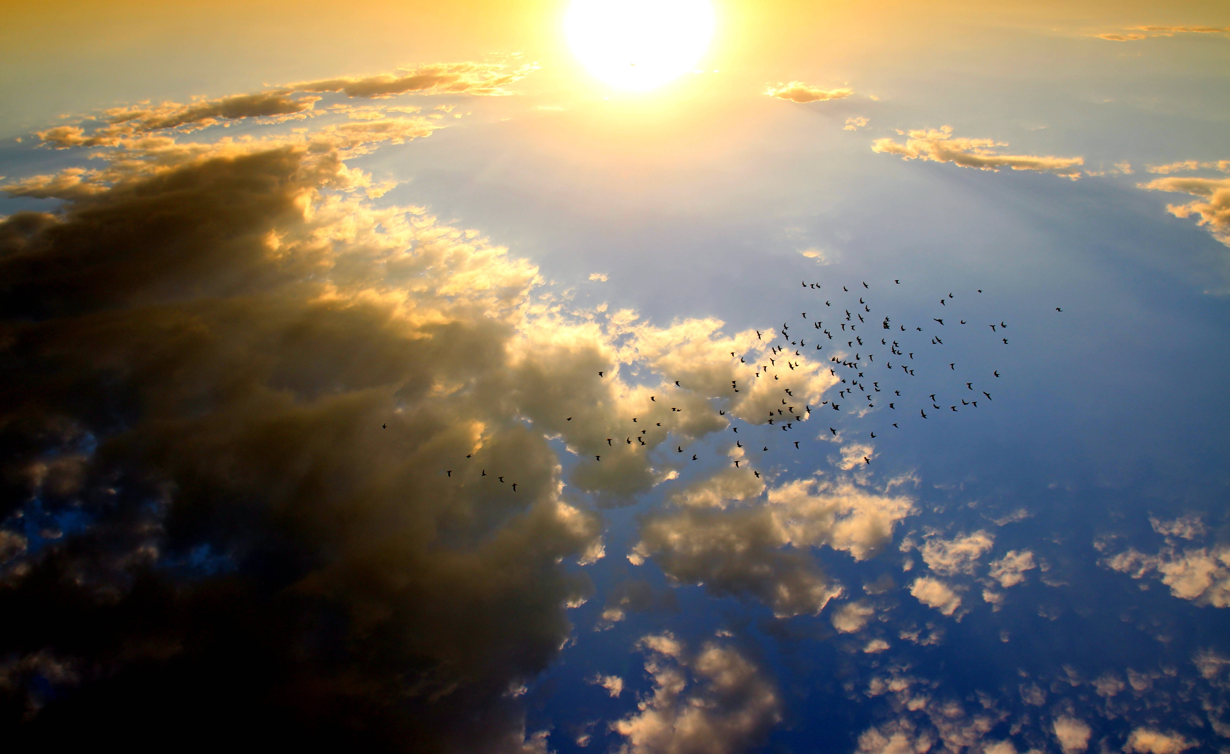 4K Sky, sunrise, bird flock, 5K Desktop Wallpaper