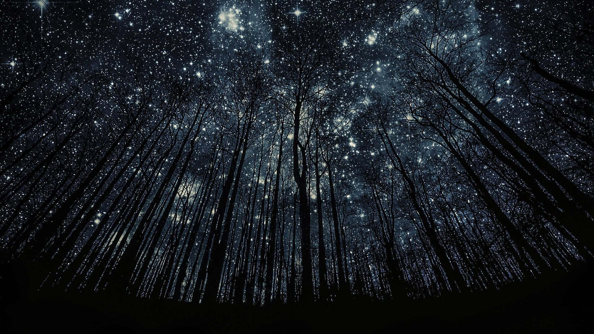 Starry Night Sky, deep blue night sky, silhouetted trees, Full HD Desktop Wallpaper