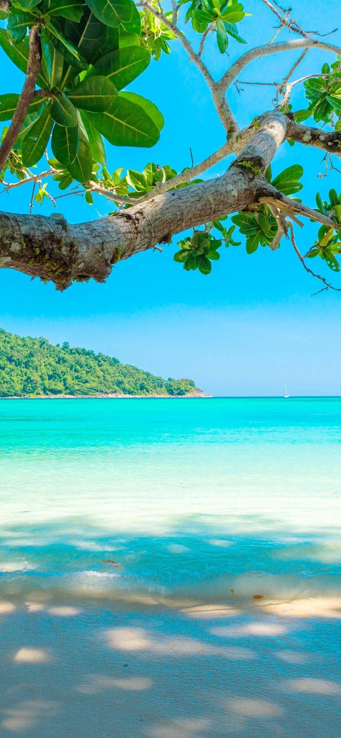tropical beach, turquoise waters, lush green trees, 2K Phone Wallpaper