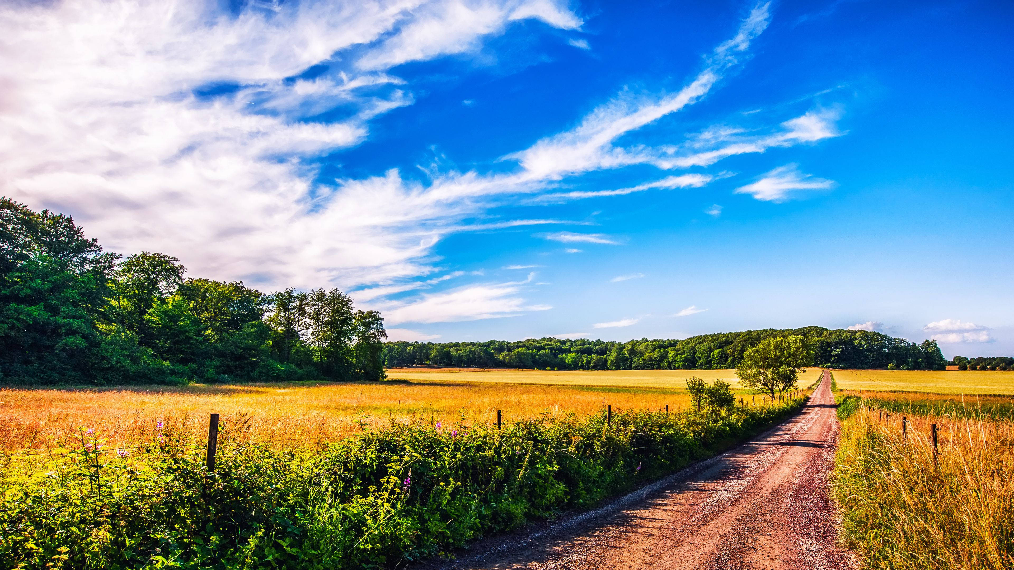 4K Summer, winding dirt road, golden wheat fields, 4K Desktop Wallpaper