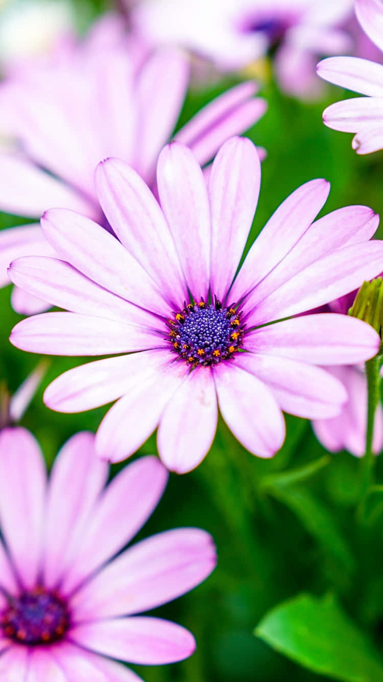 Sunrise at Sea, vibrant purple daisies, delicate petals, HD Phone Wallpaper