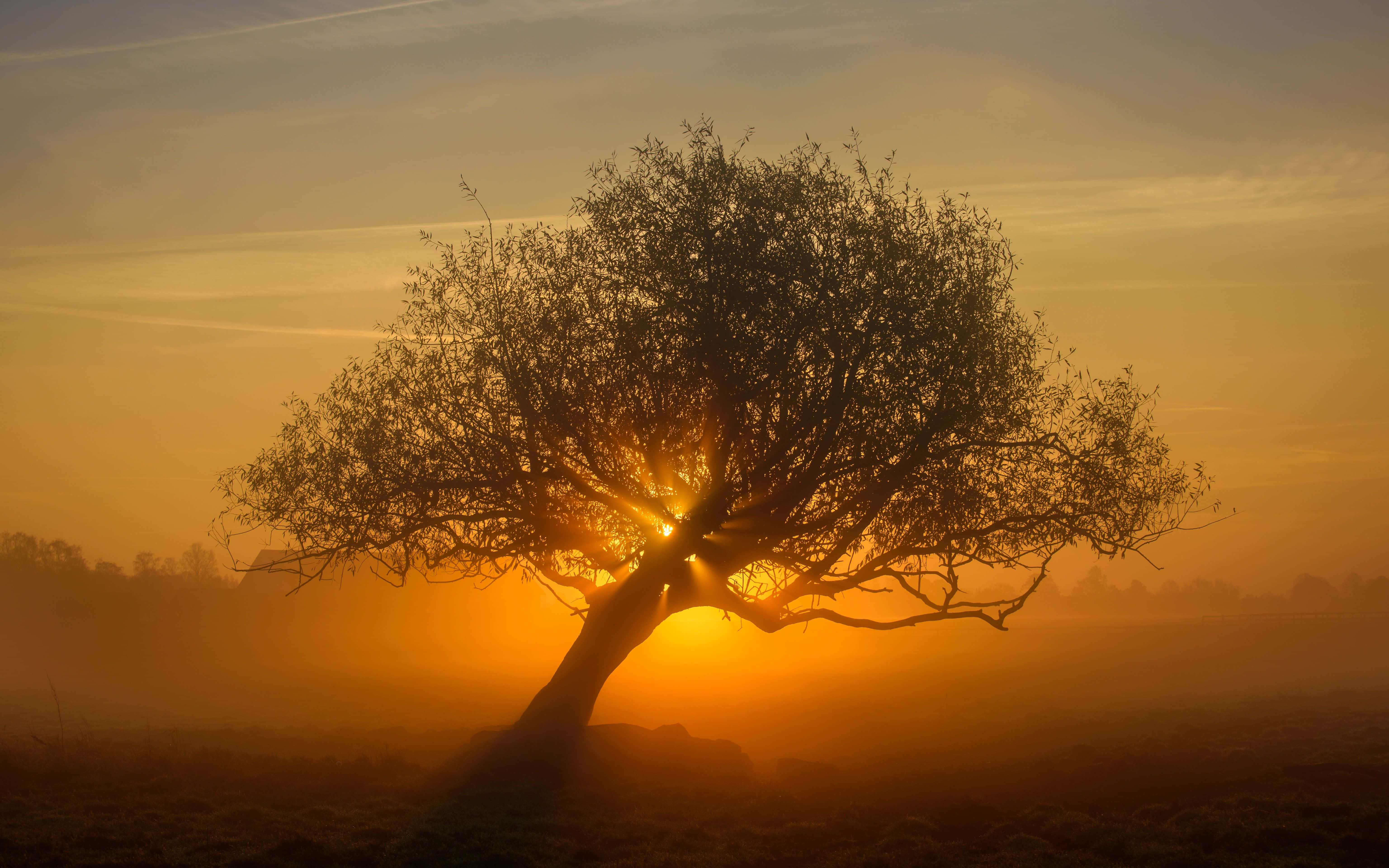 Misty Sunrise, silhouette tree, golden rays, 5K Desktop Wallpaper