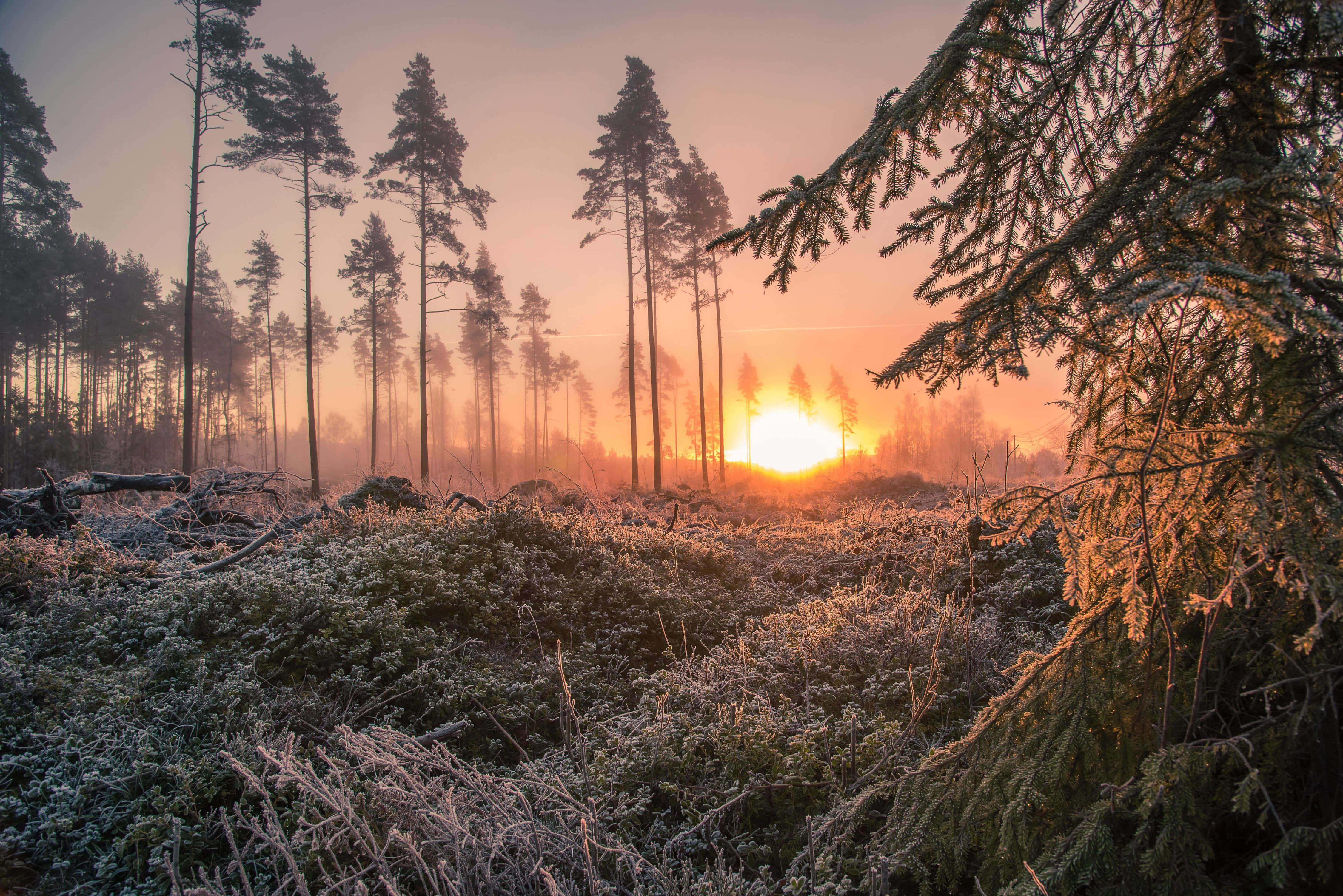 Misty Forest Sunrise, pine trees, golden light, 4K Desktop Wallpaper