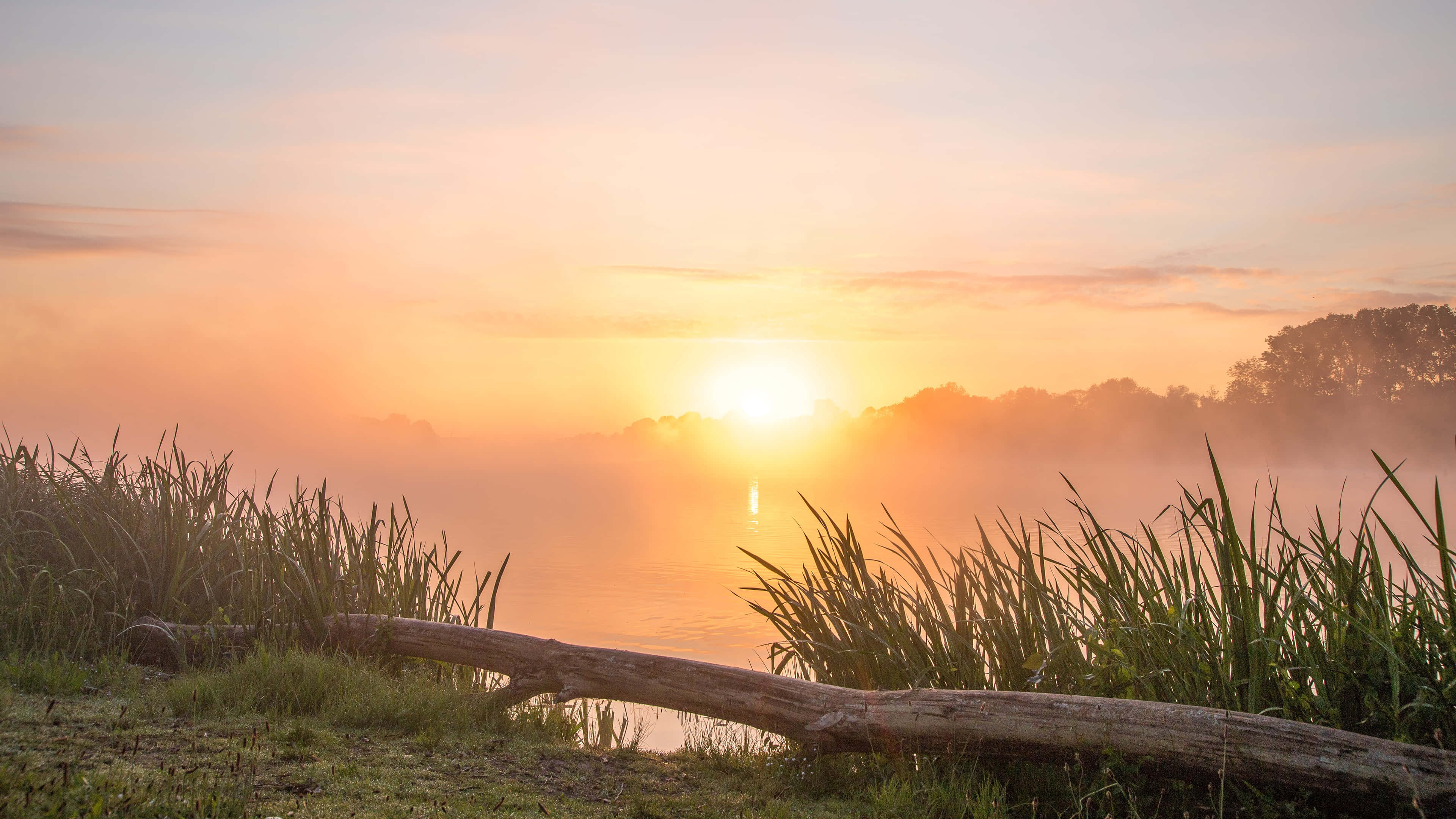 misty lake, sunrise, tall reeds, 4K Desktop Wallpaper