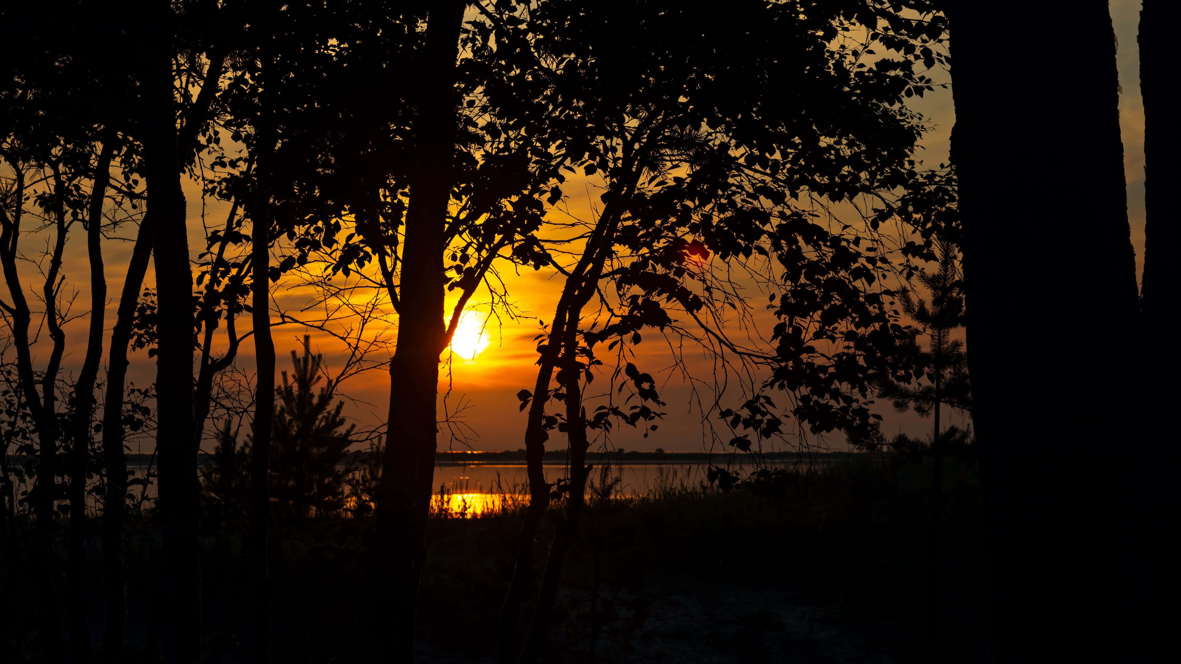 Sunset, silhouetted trees, calm lake, 4K Desktop Wallpaper