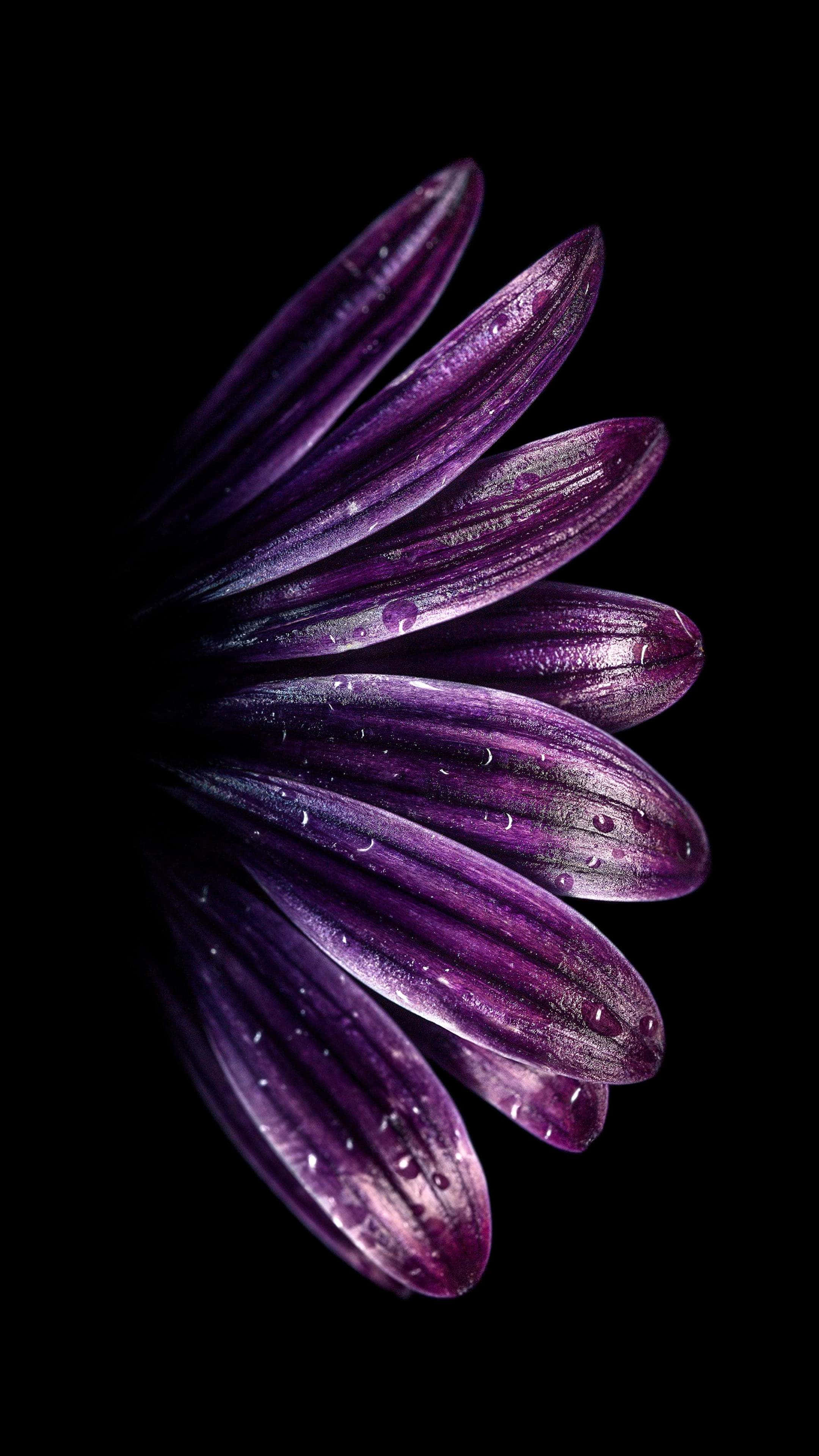 4K Super Amoled Phone, vibrant purple flower petal, dew drops, 4K Phone Wallpaper