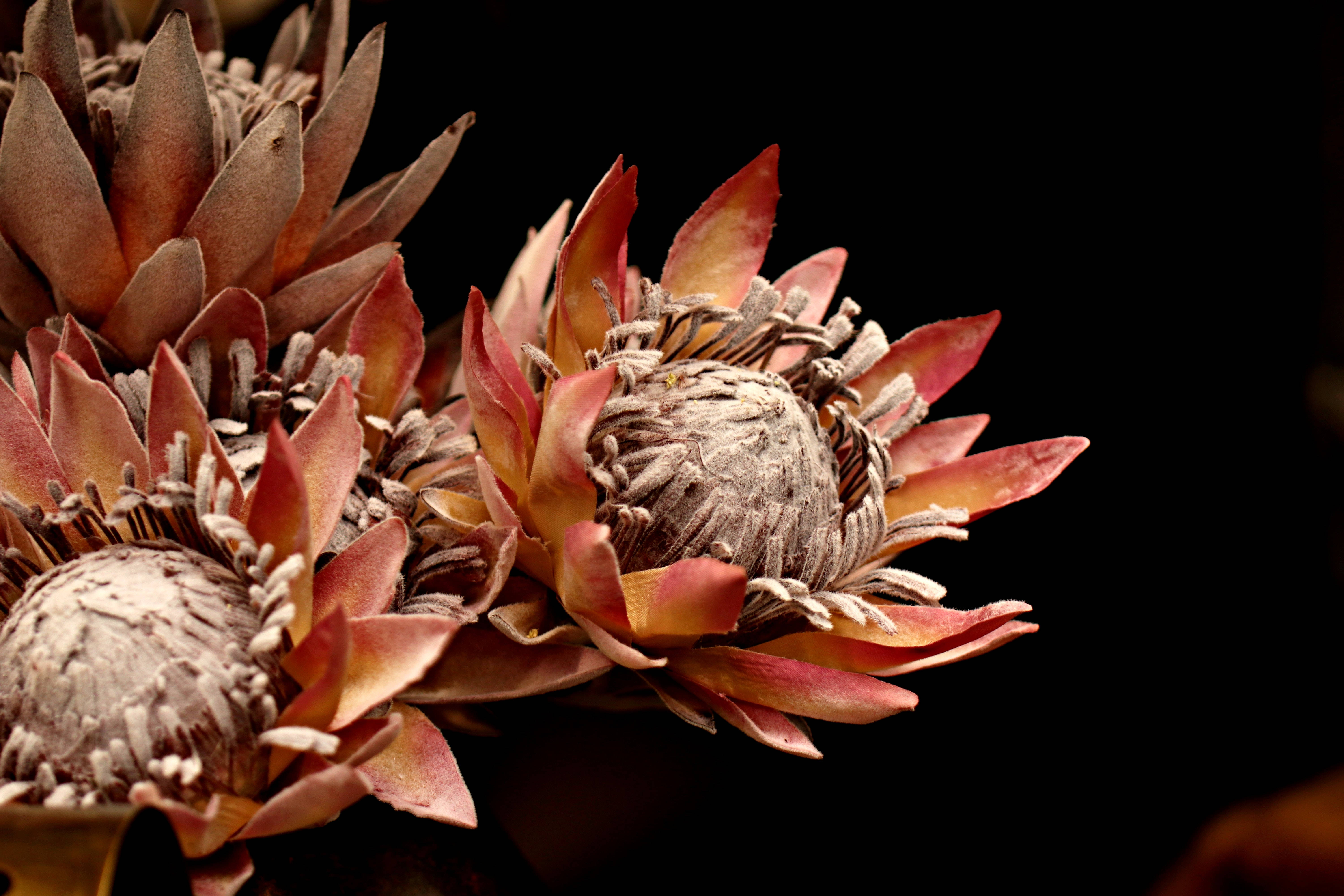 protea flowers, dusty pink petals, textured centers, 5K Desktop Wallpaper