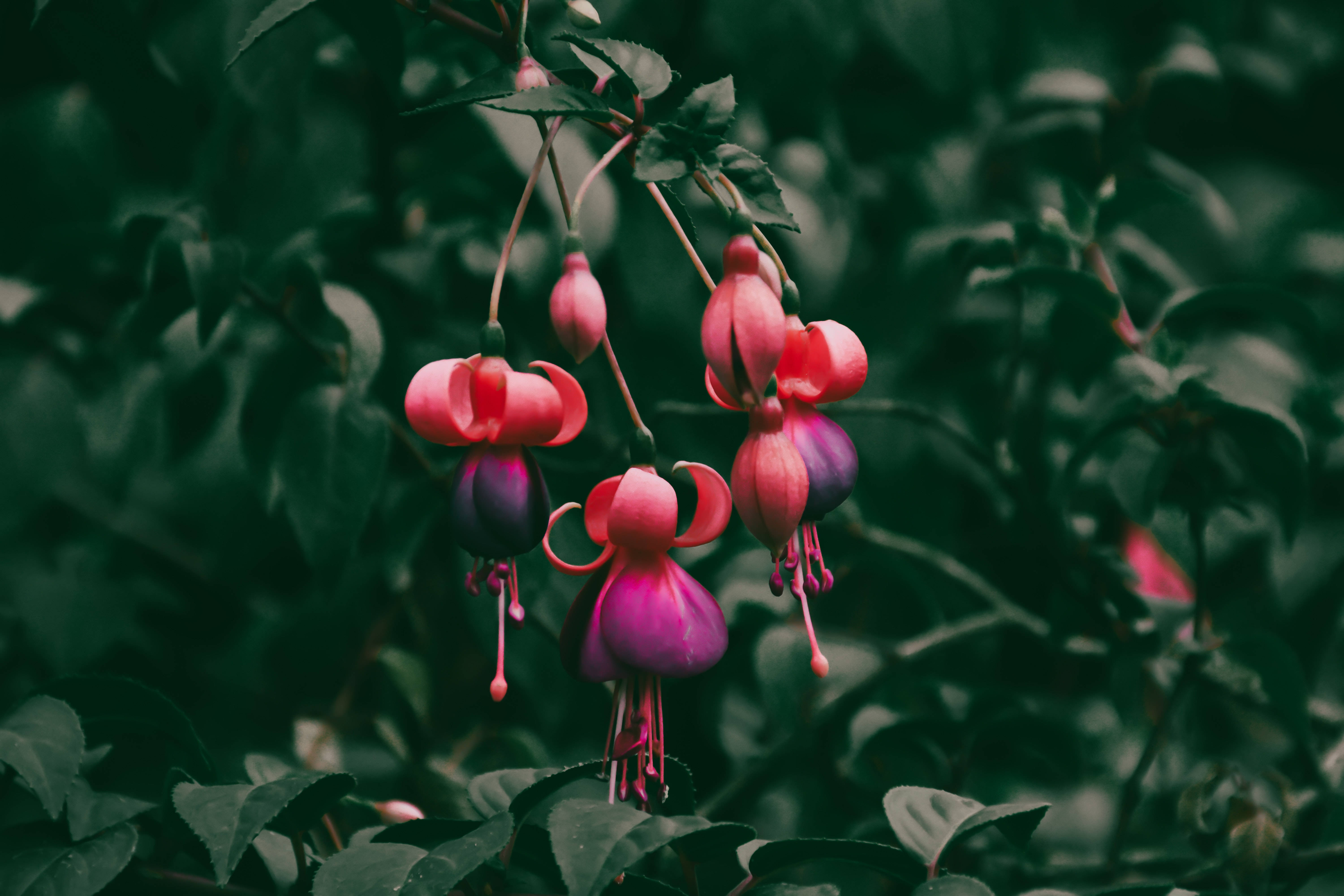 4K Tablet, fuchsia, green foliage, 5K Desktop Wallpaper