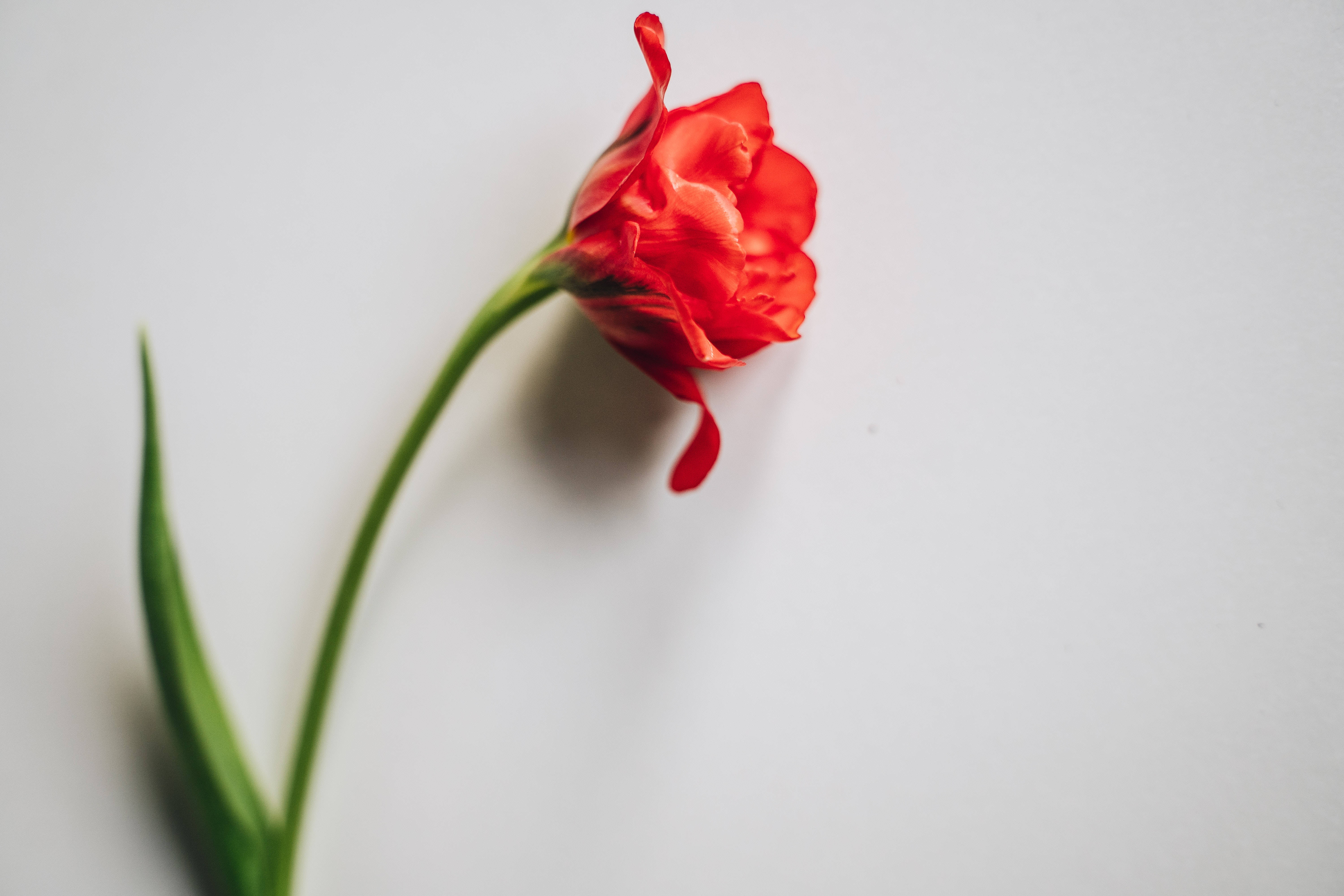 4K Tablet, red flower, vibrant red tulip, 5K Desktop Wallpaper