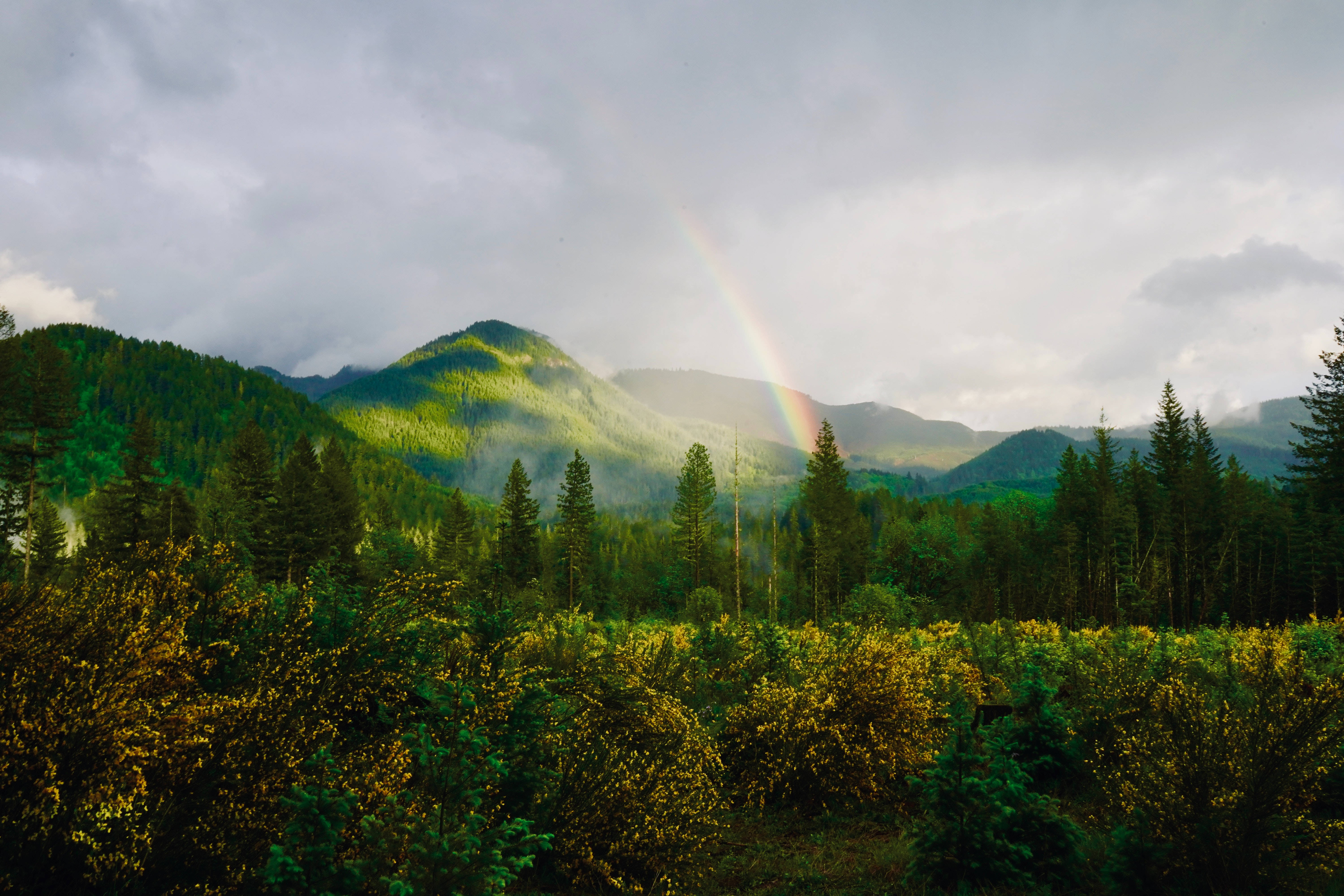4K Tablet, forest, rainbow, 5K Desktop Wallpaper