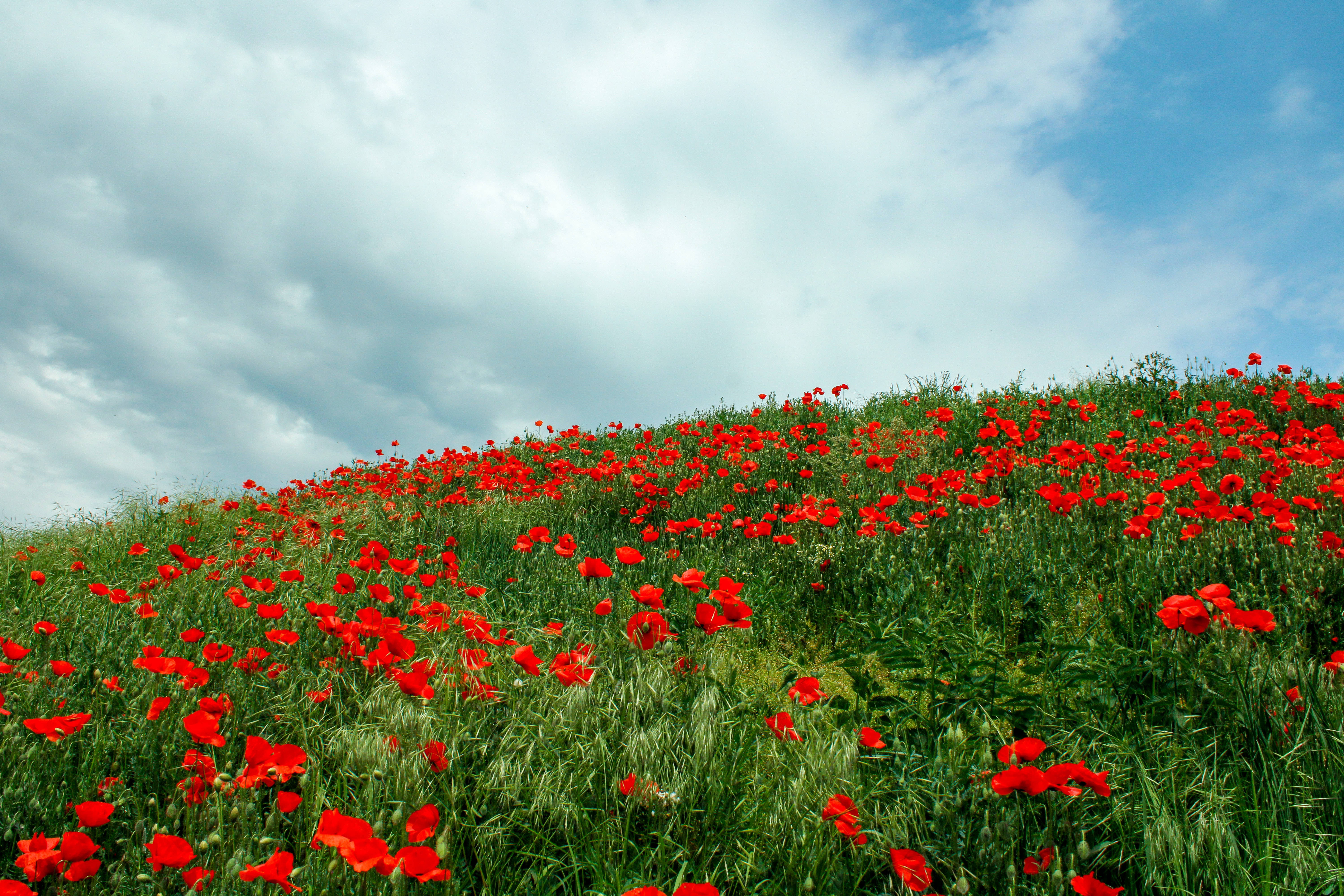 4K Tablet, flower field, red poppies, 5K Desktop Wallpaper
