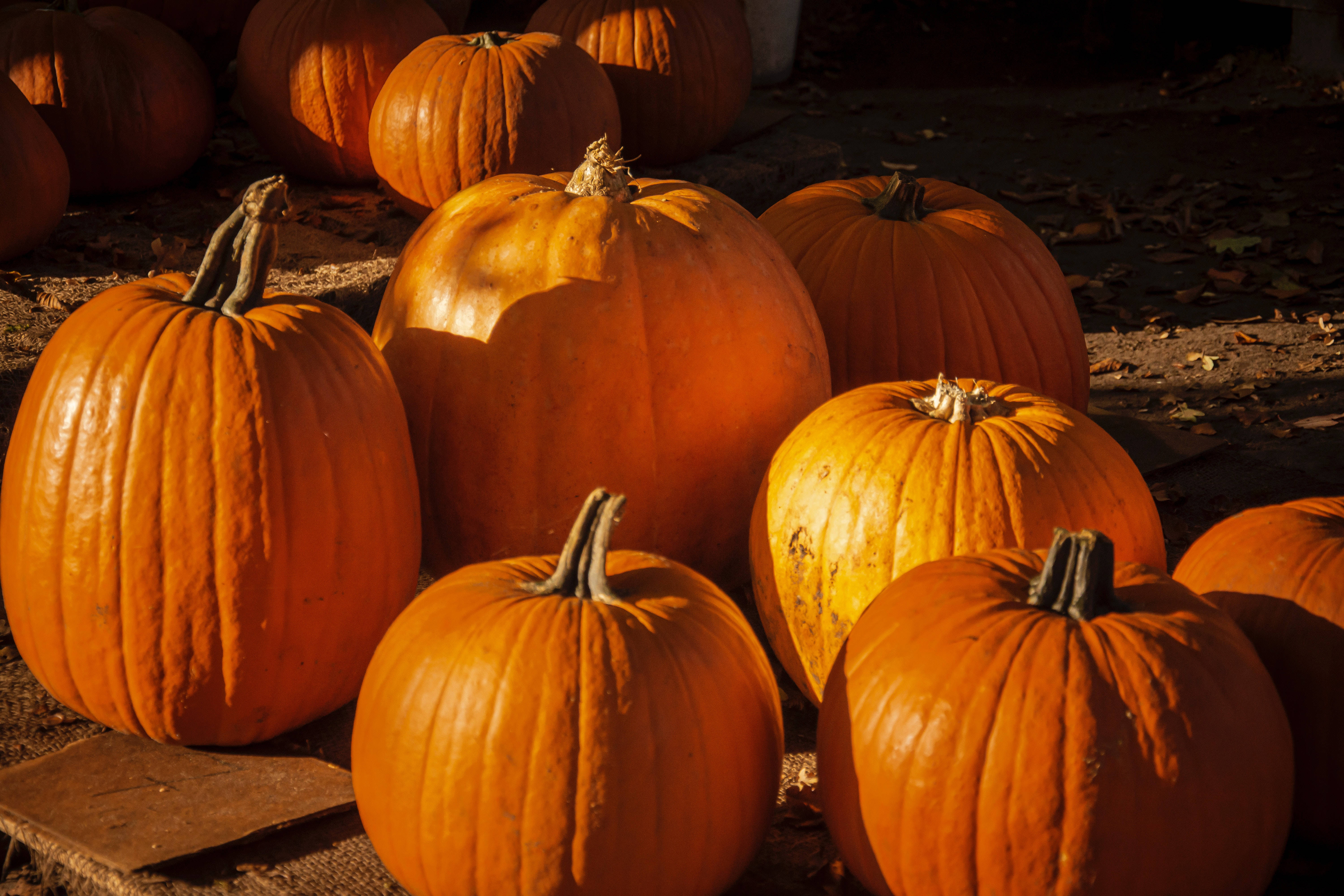 4K Tablet, pumpkins, textured orange skins, 5K Desktop Wallpaper