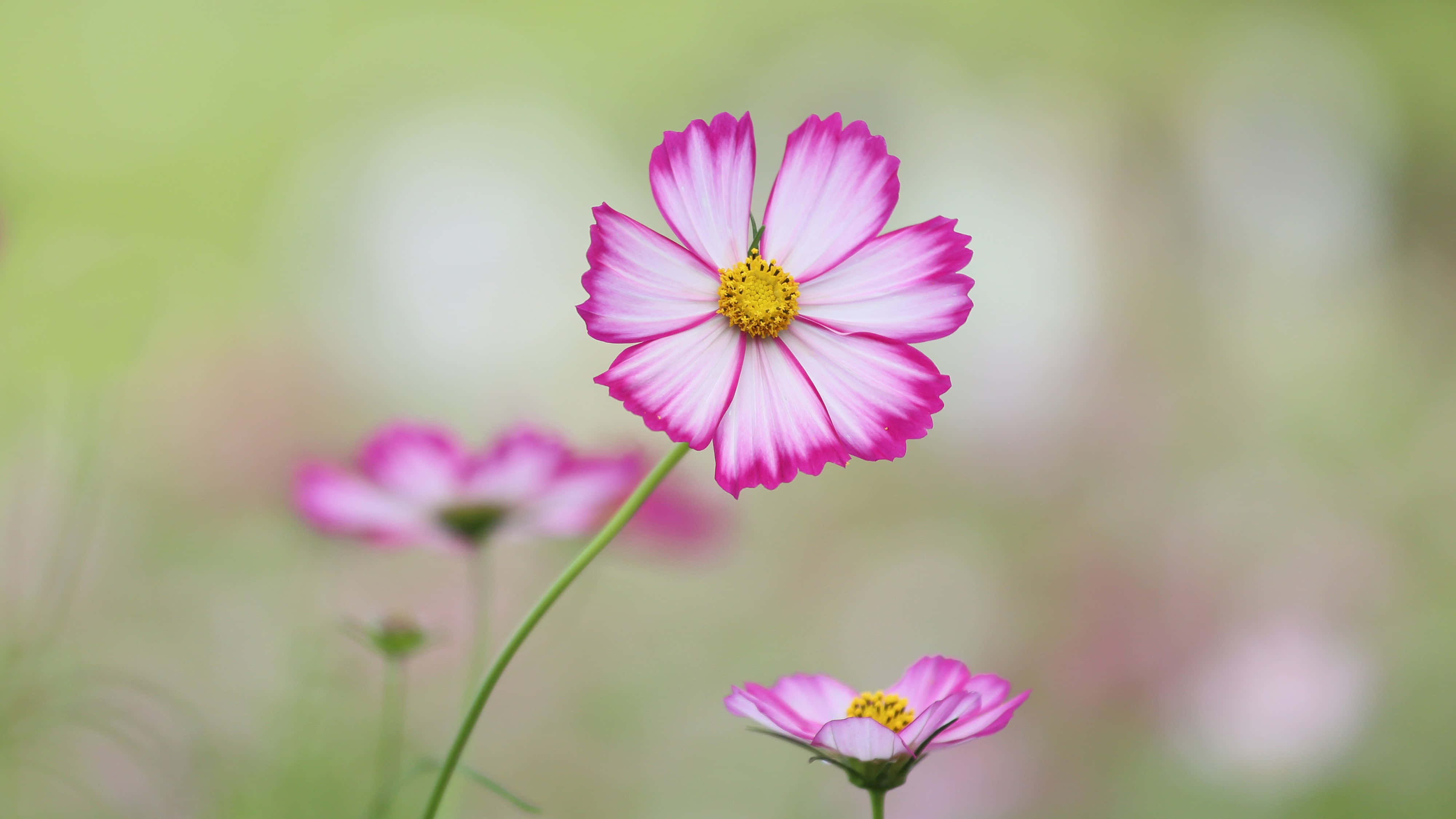 pink cosmos flowers, yellow center, soft green blurred background, 4K Desktop Wallpaper