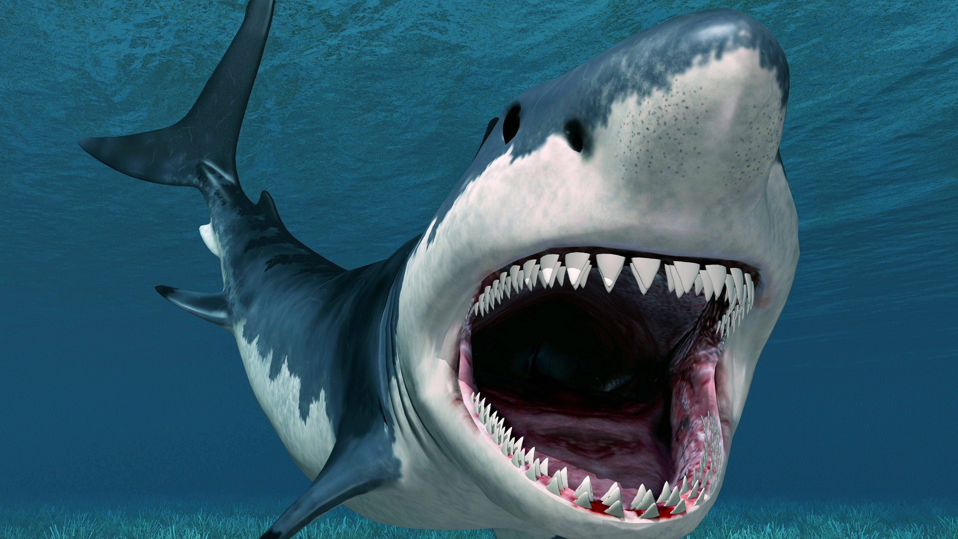 4K Ultra HD 2160p, great white shark, sharp teeth, 4K Desktop Wallpaper