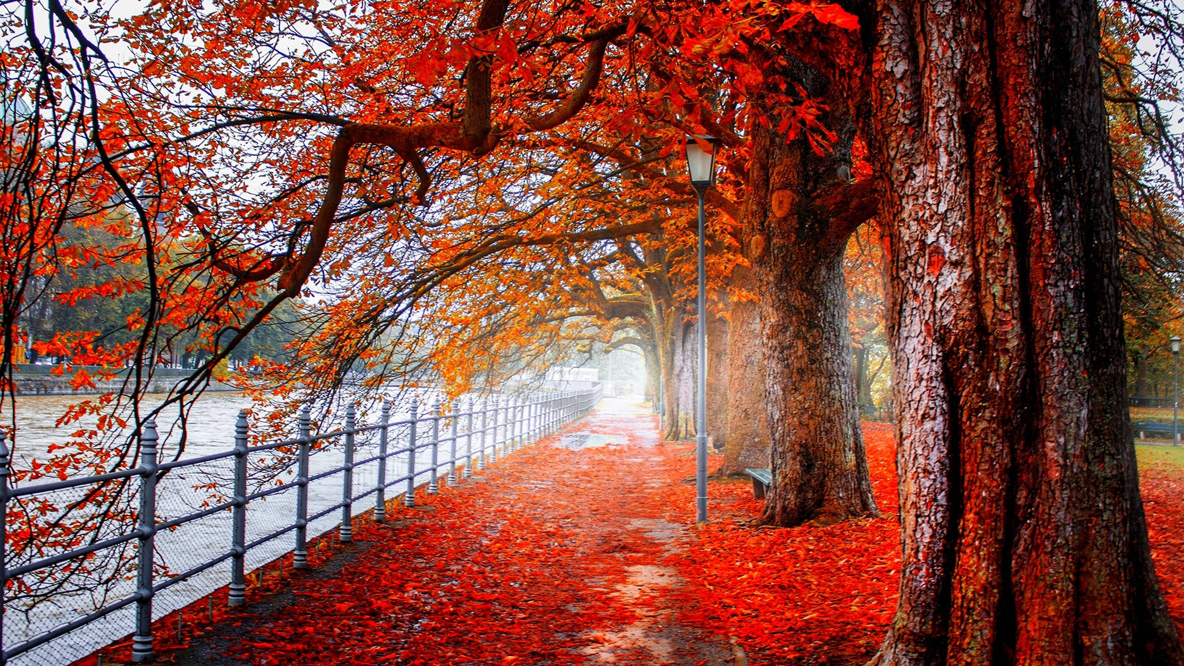 4K Ultra HD 2160p, red autumn trees, misty autumn path, 4K Desktop Wallpaper