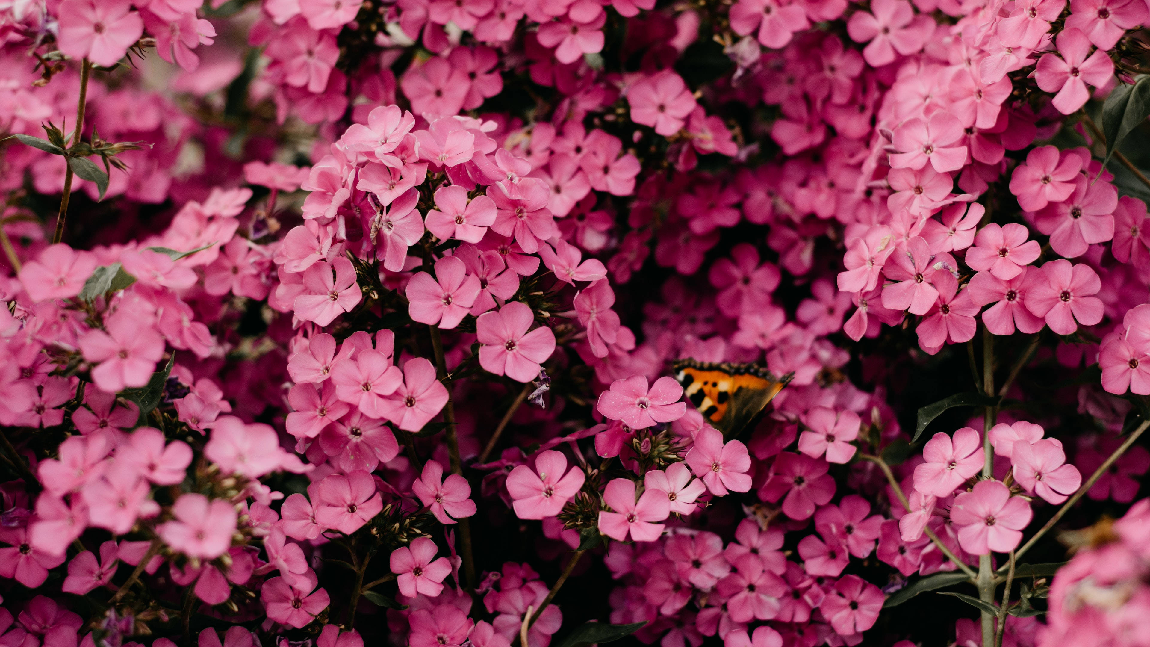4K Ultra HD 2160p, pink phlox flowers, colorful butterfly, 4K Desktop Wallpaper