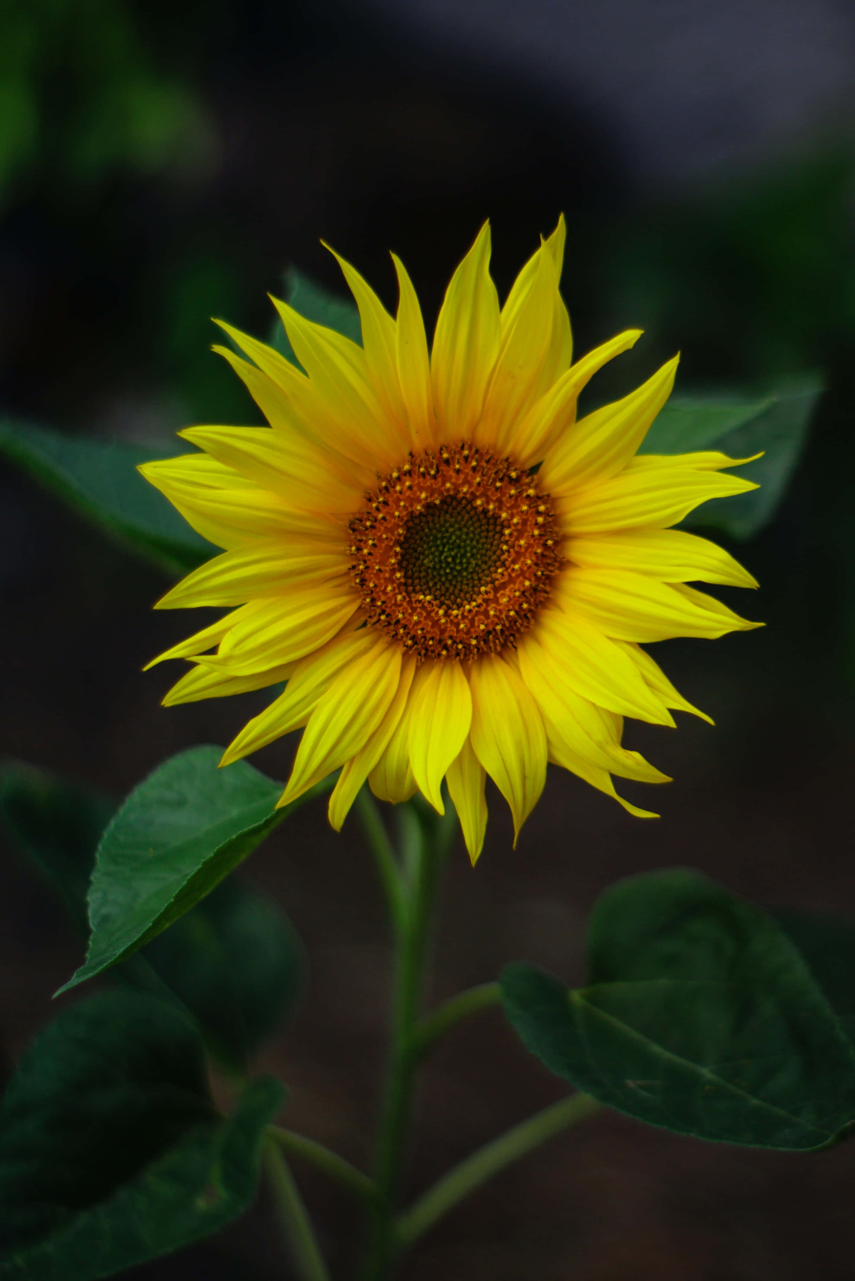 4K Ultra HD Android, sunflower, vibrant yellow, 4K Phone Wallpaper
