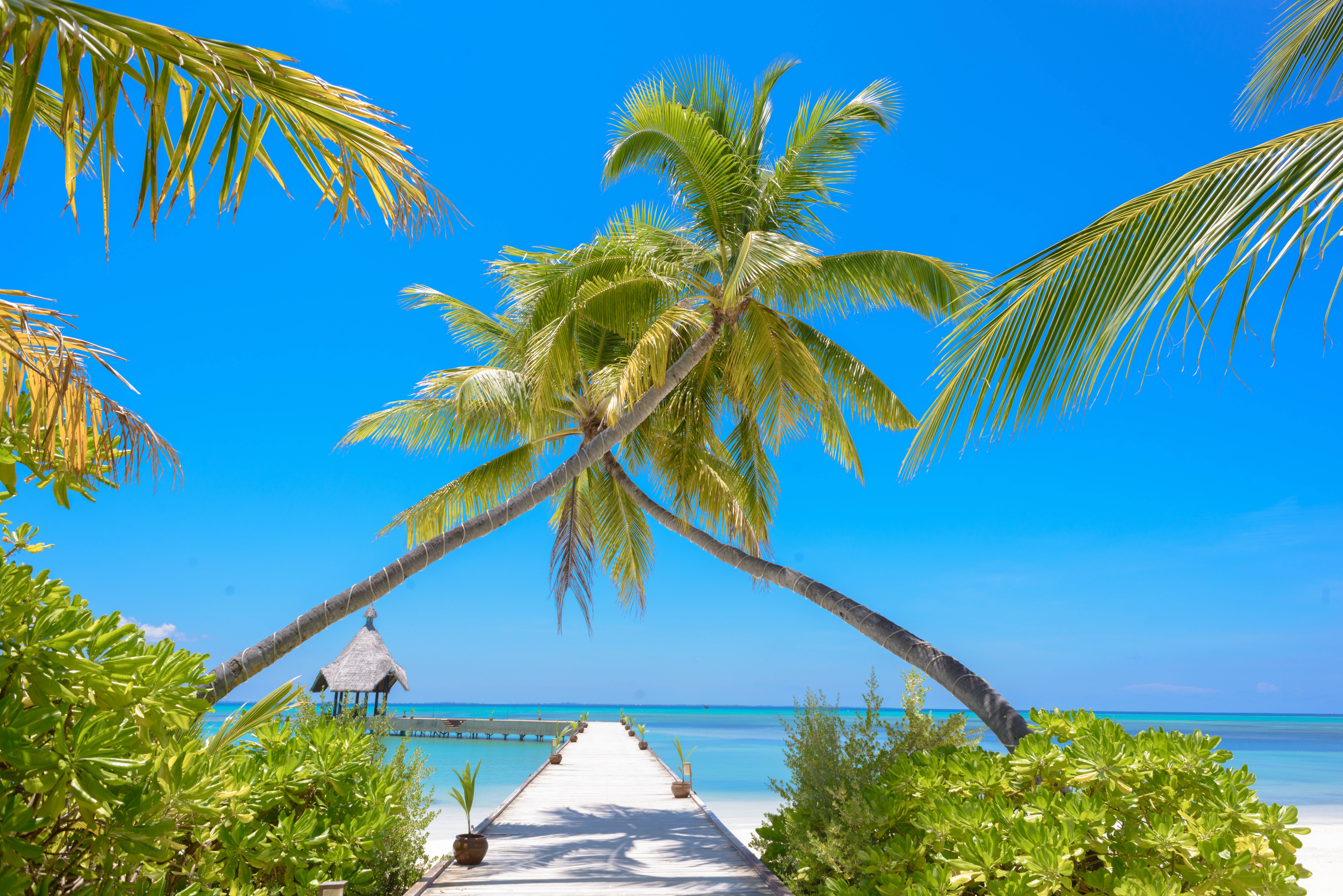 4K Ultra HD Beach, coconut trees, wooden pier, 5K Desktop Wallpaper