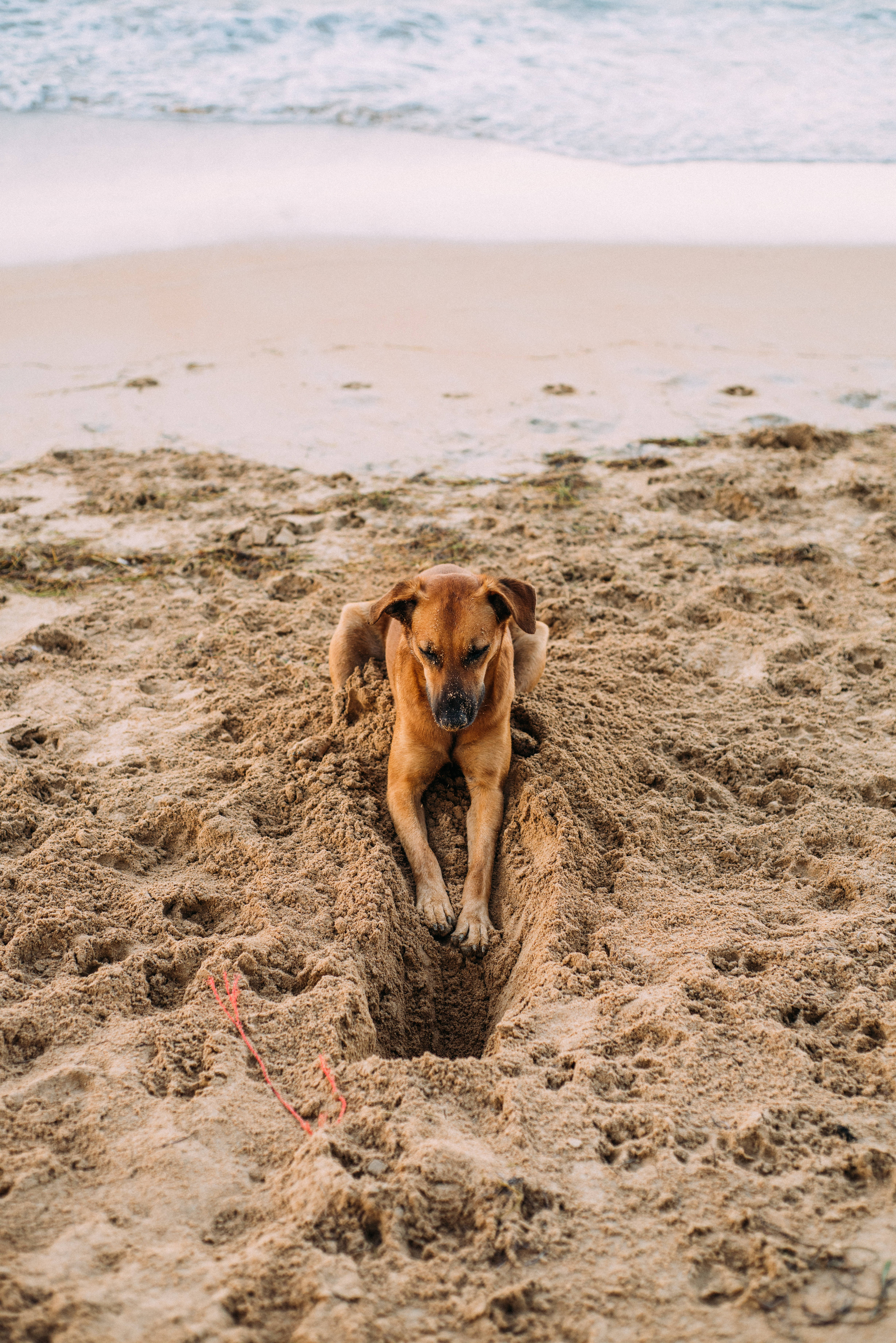 4K Ultra HD Beach, brown dog, deep hole, 5K Phone Wallpaper