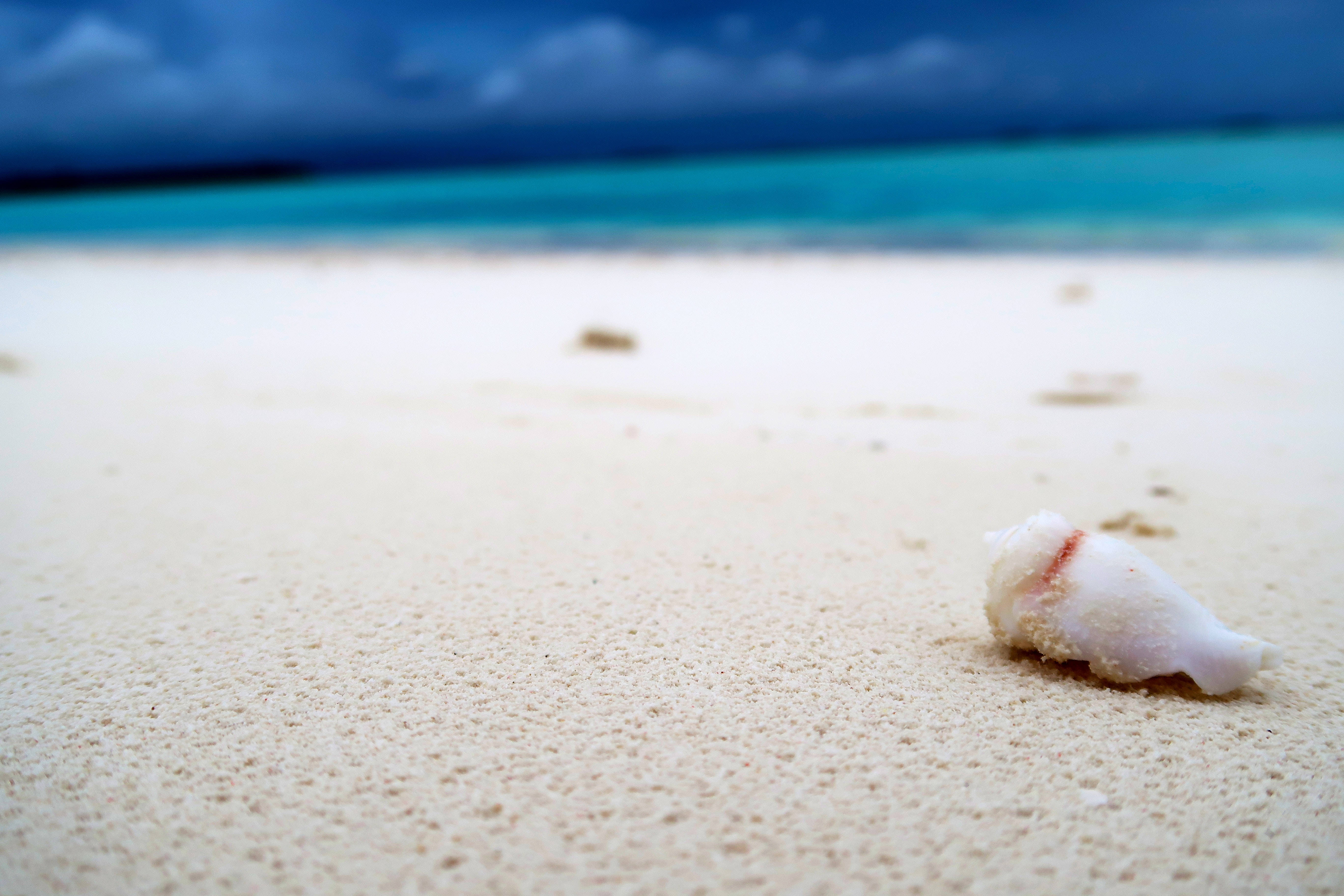 4K Ultra HD Beach, seashell, white seashell, 5K Desktop Wallpaper