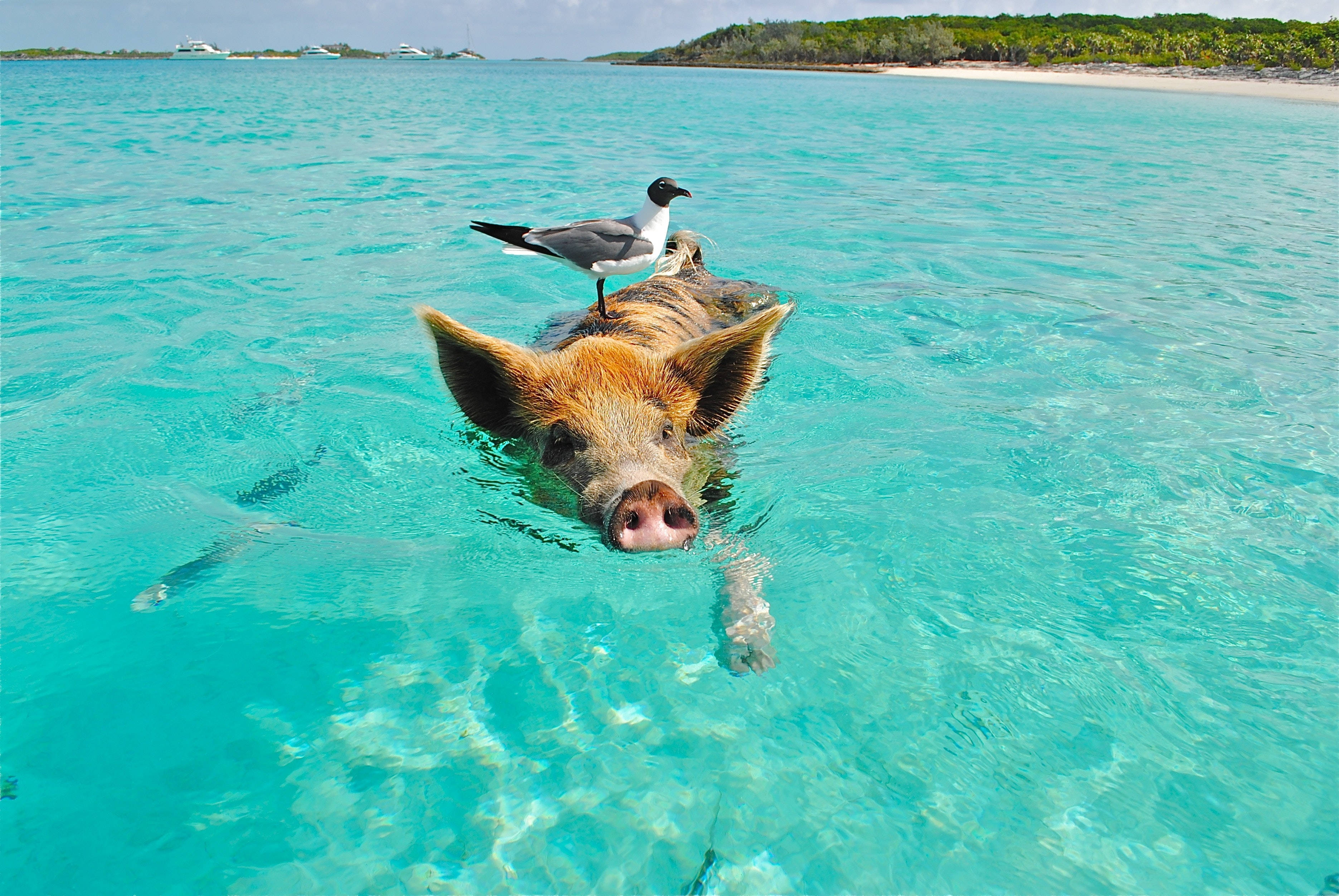 4K Ultra HD Beach, pig, seagull, 2K Desktop Wallpaper