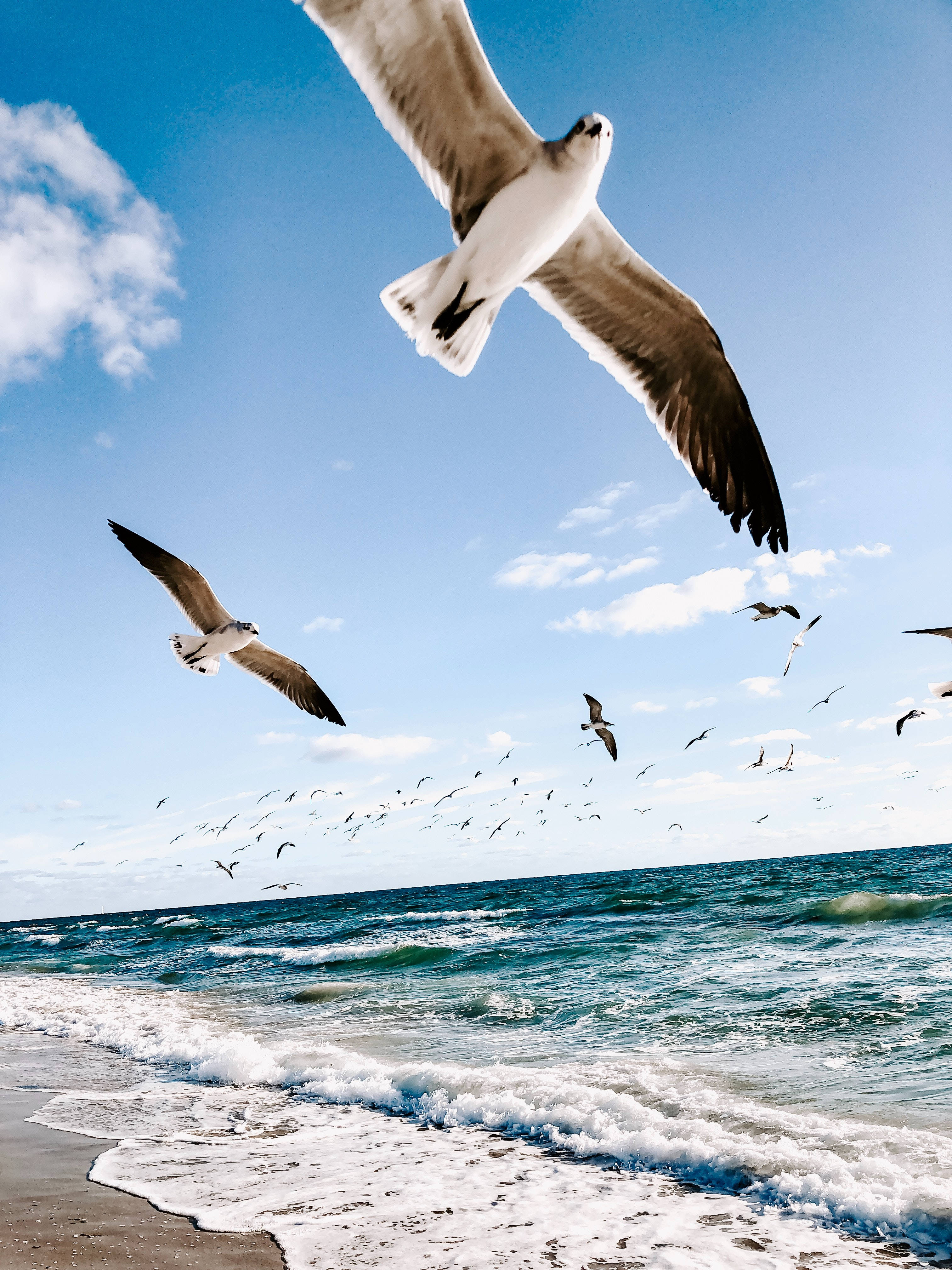 4K Ultra HD Beach, seagulls, turquoise waves, 4K Phone Wallpaper