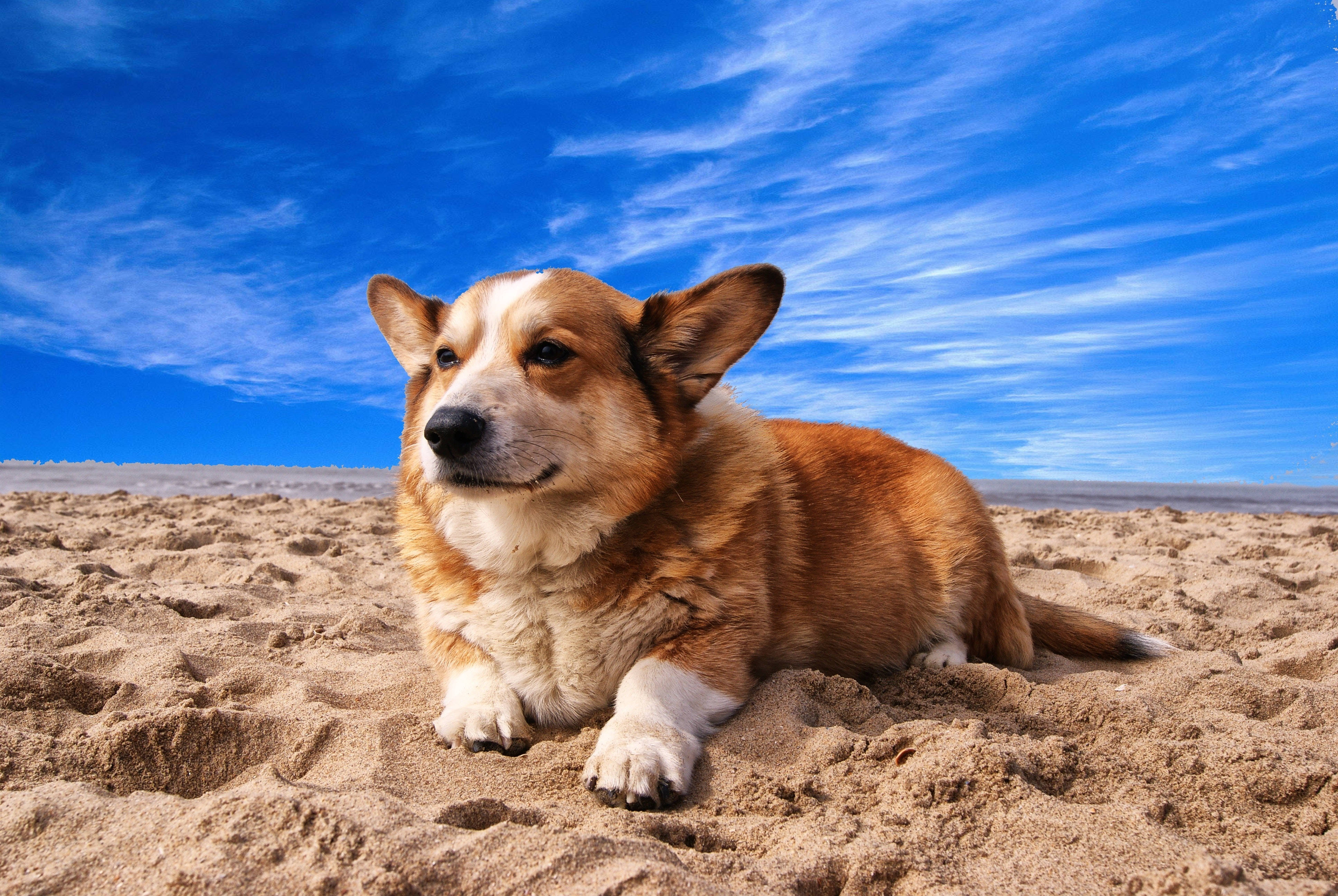4K Ultra HD Beach, corgi, tan and white, 4K Desktop Wallpaper