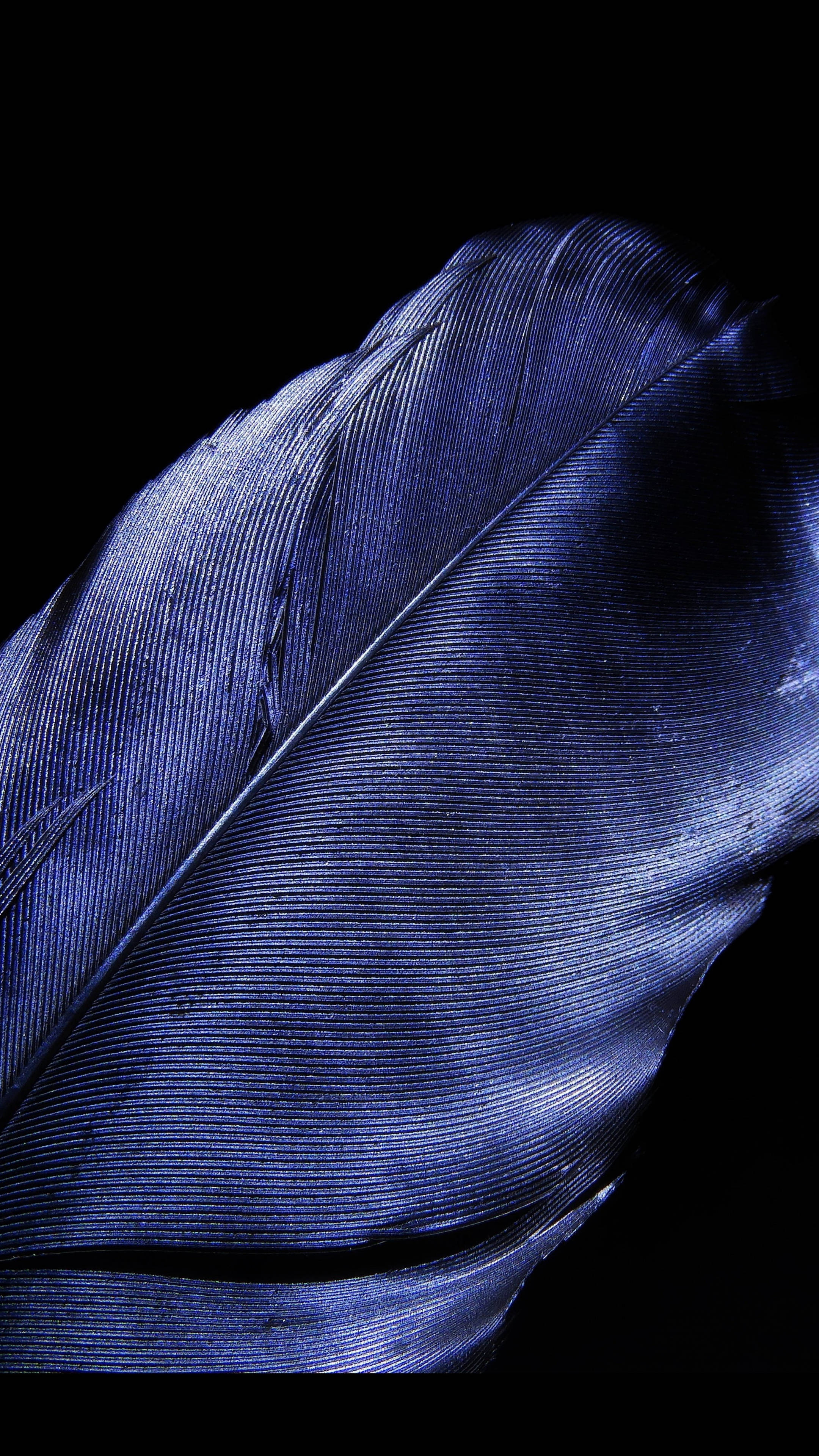 Feather 4K Ultra HD Dark Phone, deep blue feather, intricate barbs, 4K Phone Wallpaper