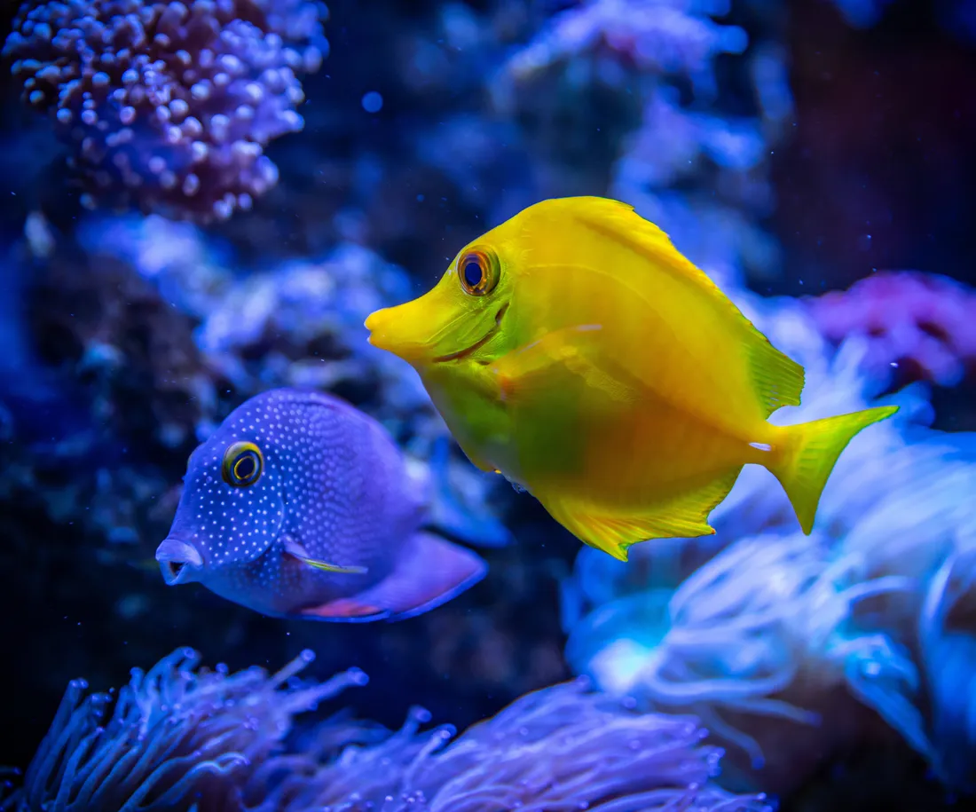 4K Ultra HD Fish