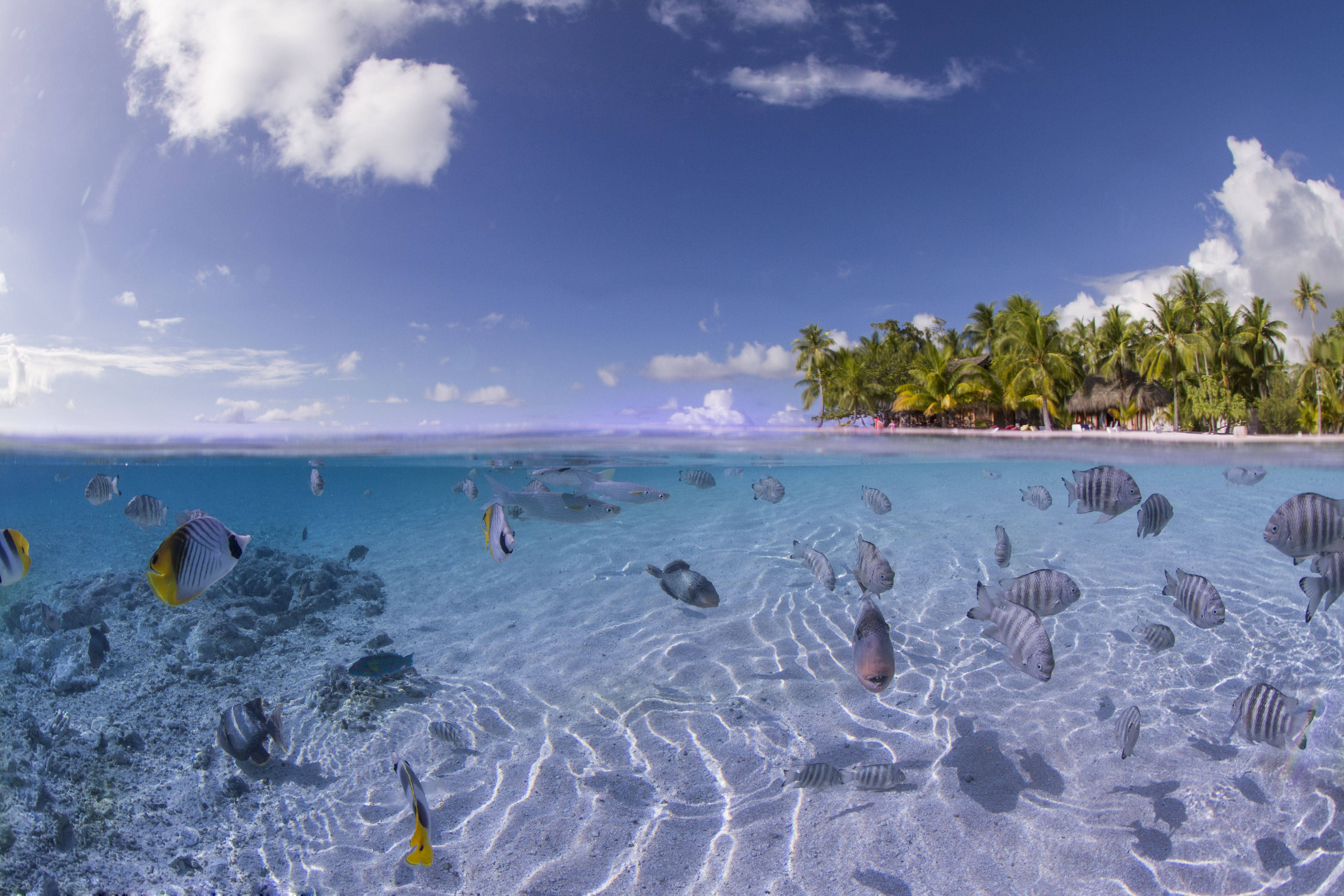 Seabed, 4K Ultra HD Fish, tropical fish, 4K Desktop Wallpaper
