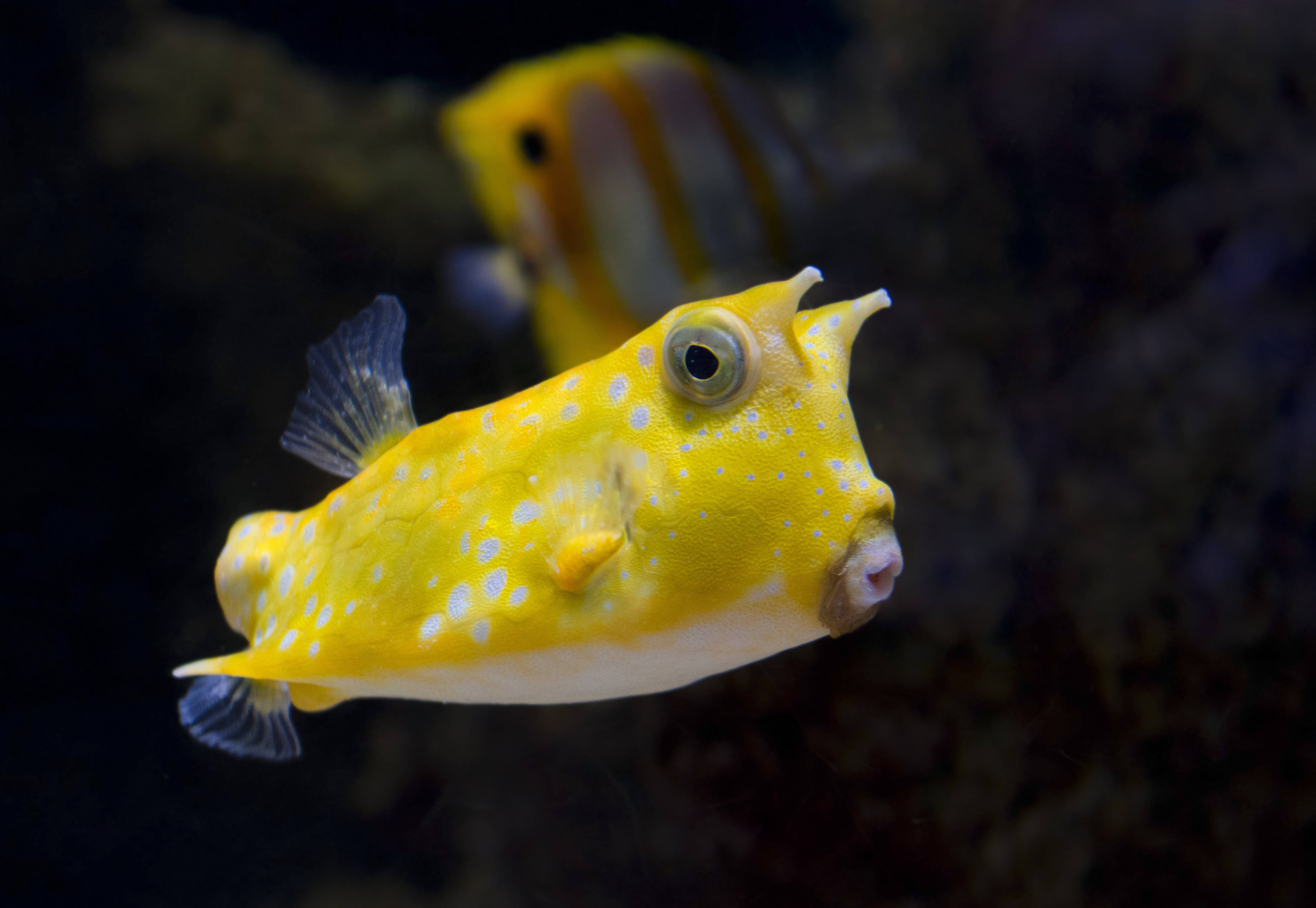 longhorn cowfish, vibrant yellow, white spots, 5K Desktop Wallpaper