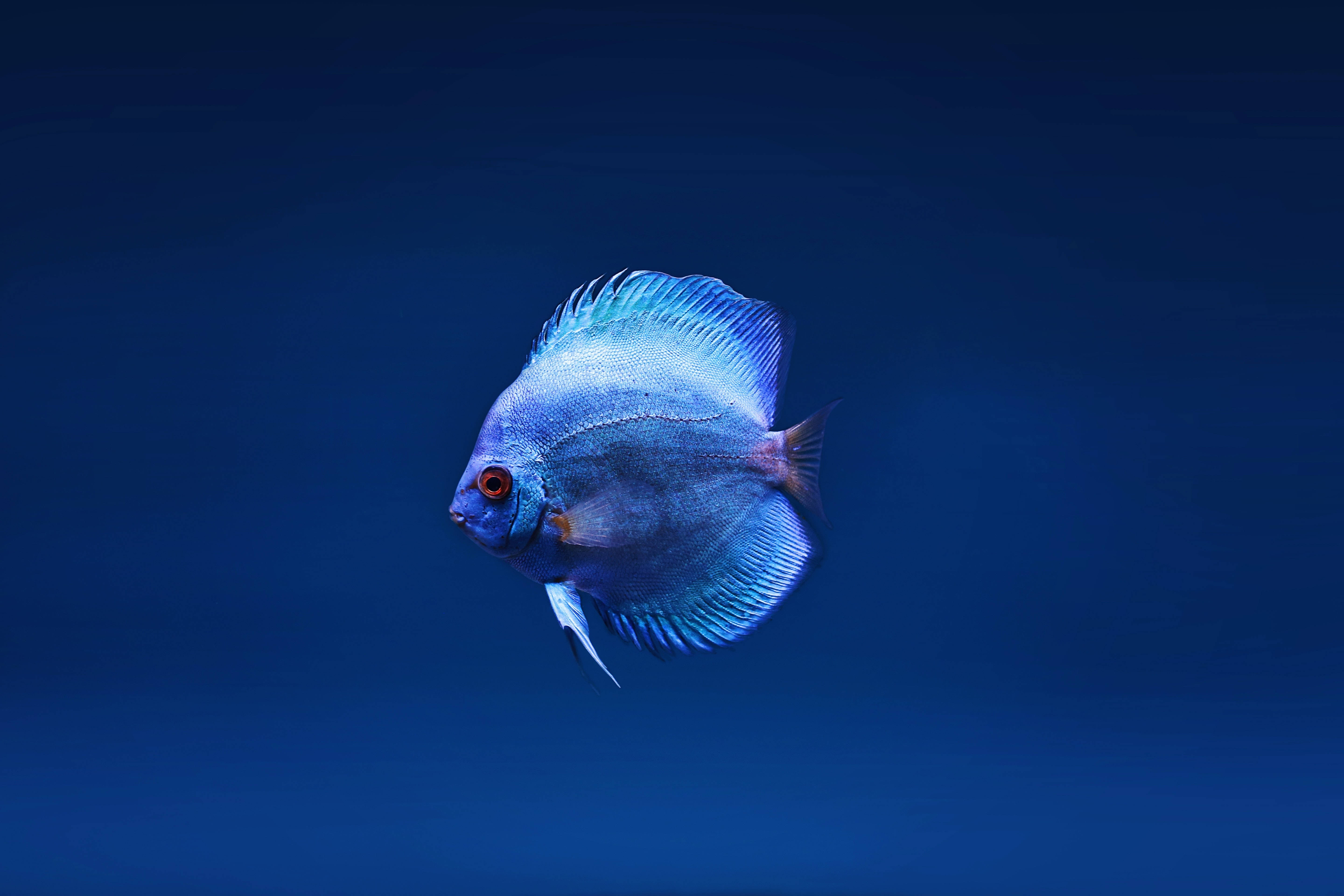 blue discus, 4K Ultra HD Fish, deep ocean blue water, 5K Desktop Wallpaper