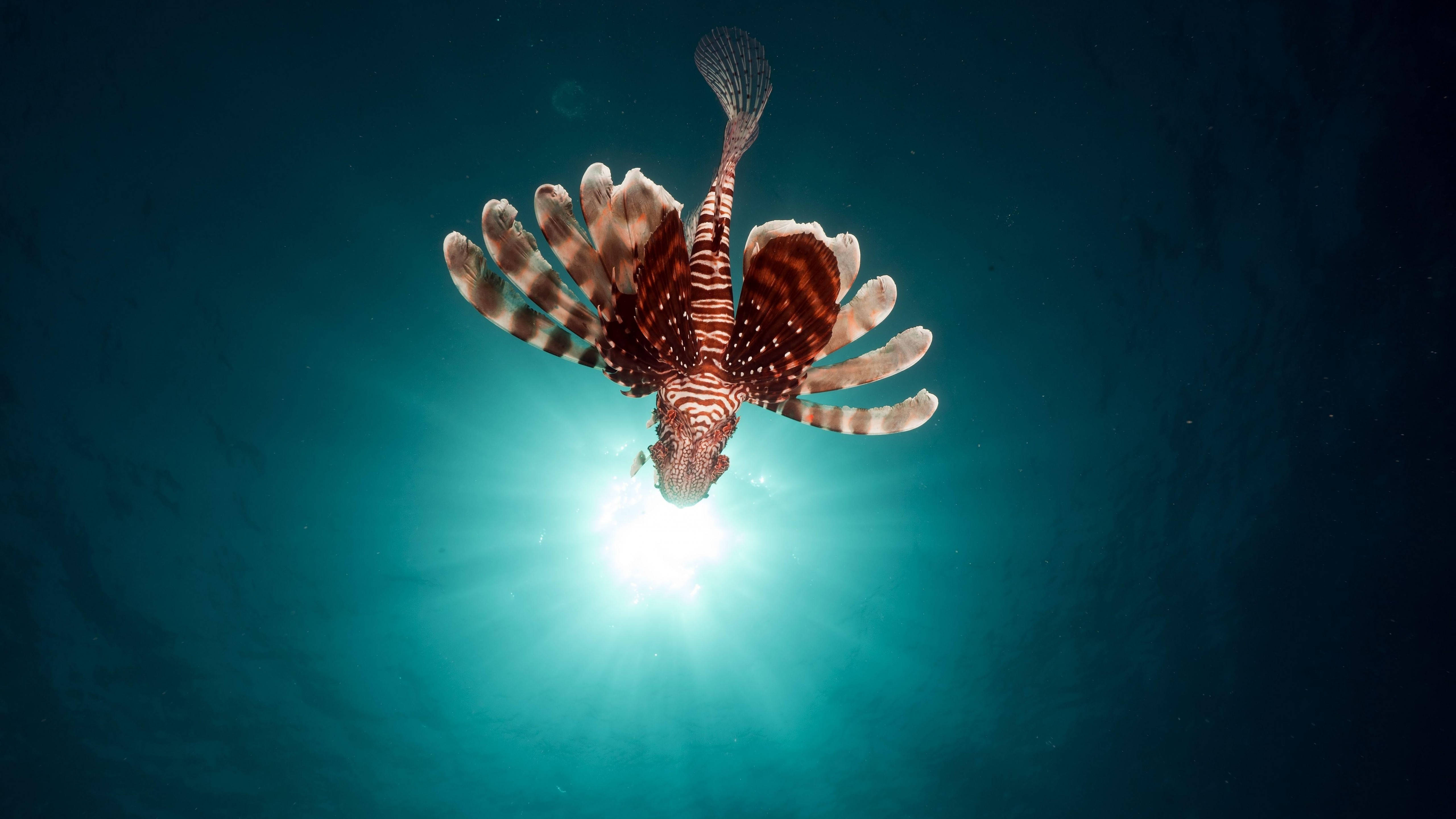red lionfish, turquoise ocean, sunbeams, 5K Desktop Wallpaper