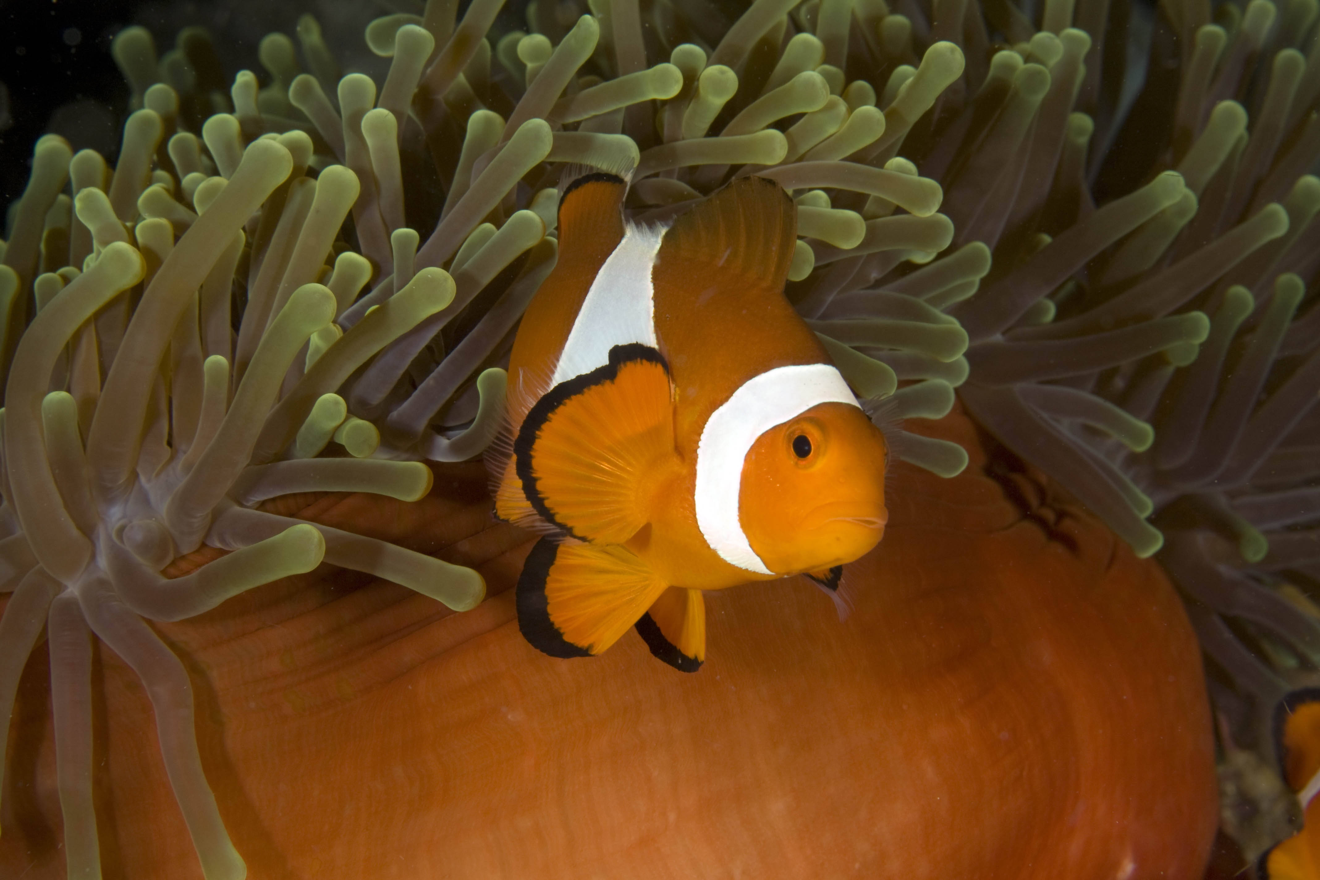 4K Ultra HD Fish, clownfish, sea anemone, 4K Desktop Wallpaper