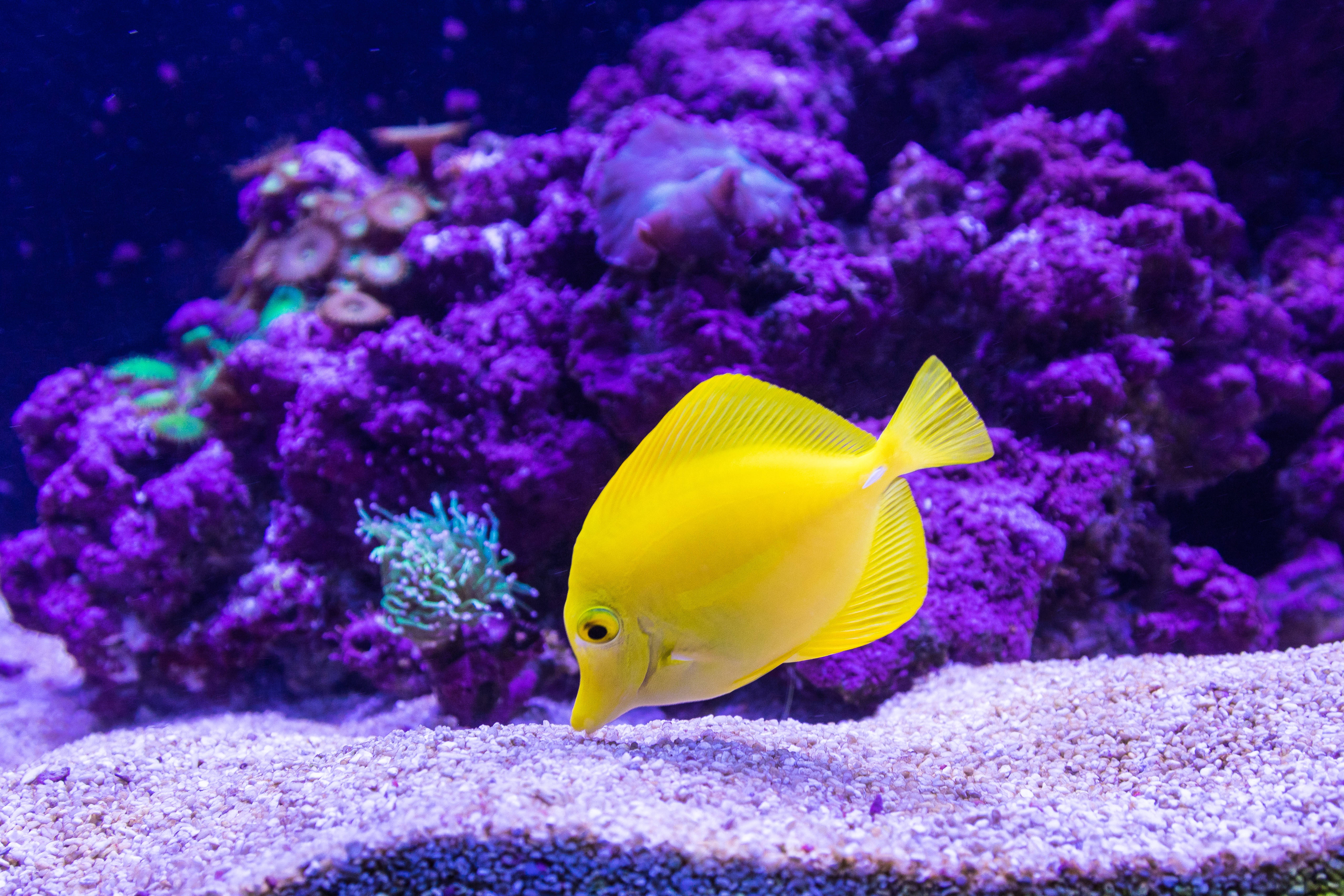 4K Ultra HD Fish, violet corals, bright yellow tang fish, 4K Desktop Wallpaper