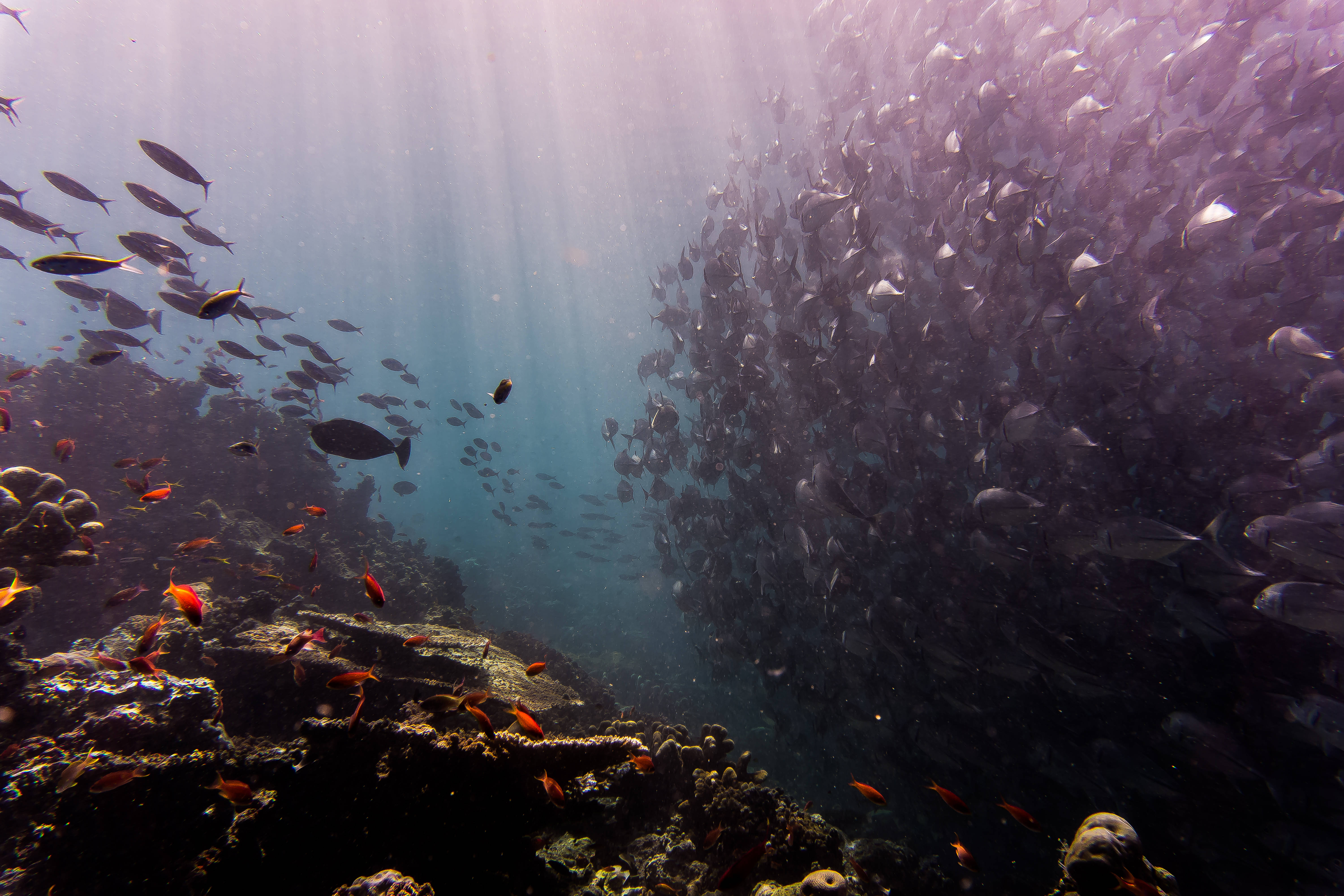 Shoal, 4K Ultra HD Fish, turquoise water, 5K Desktop Wallpaper
