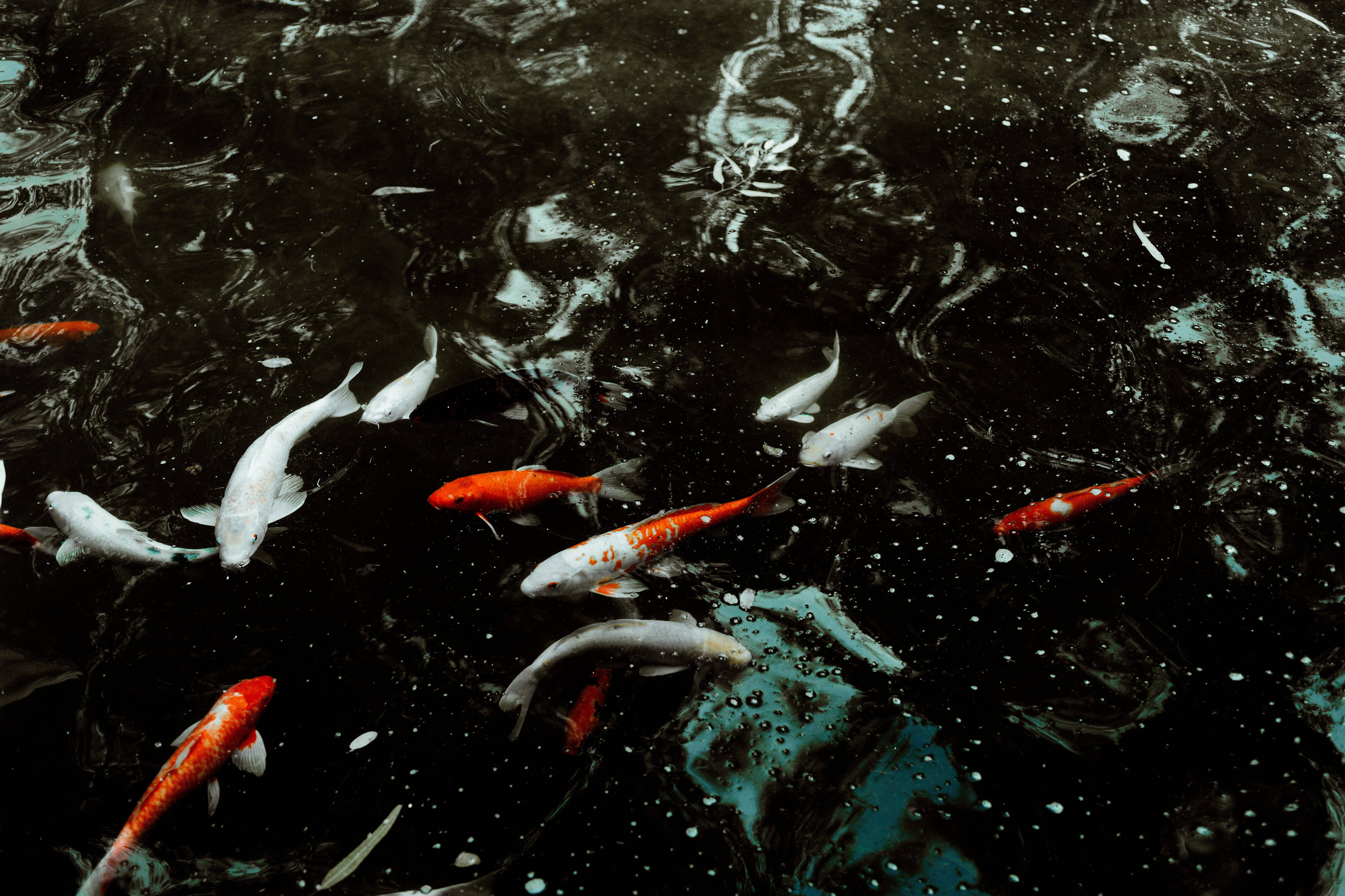 4K Ultra HD Fish Pond, vibrant orange, white koi fish, 5K Desktop Wallpaper