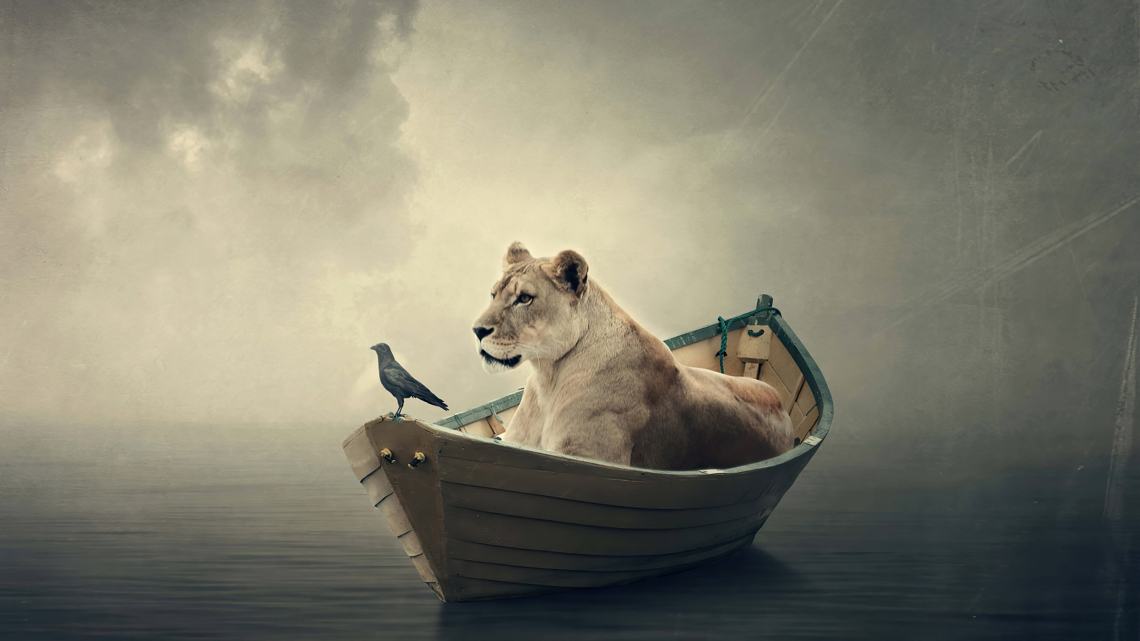 4K Ultra HD Lions, lioness, small wooden boat, 4K Desktop Wallpaper