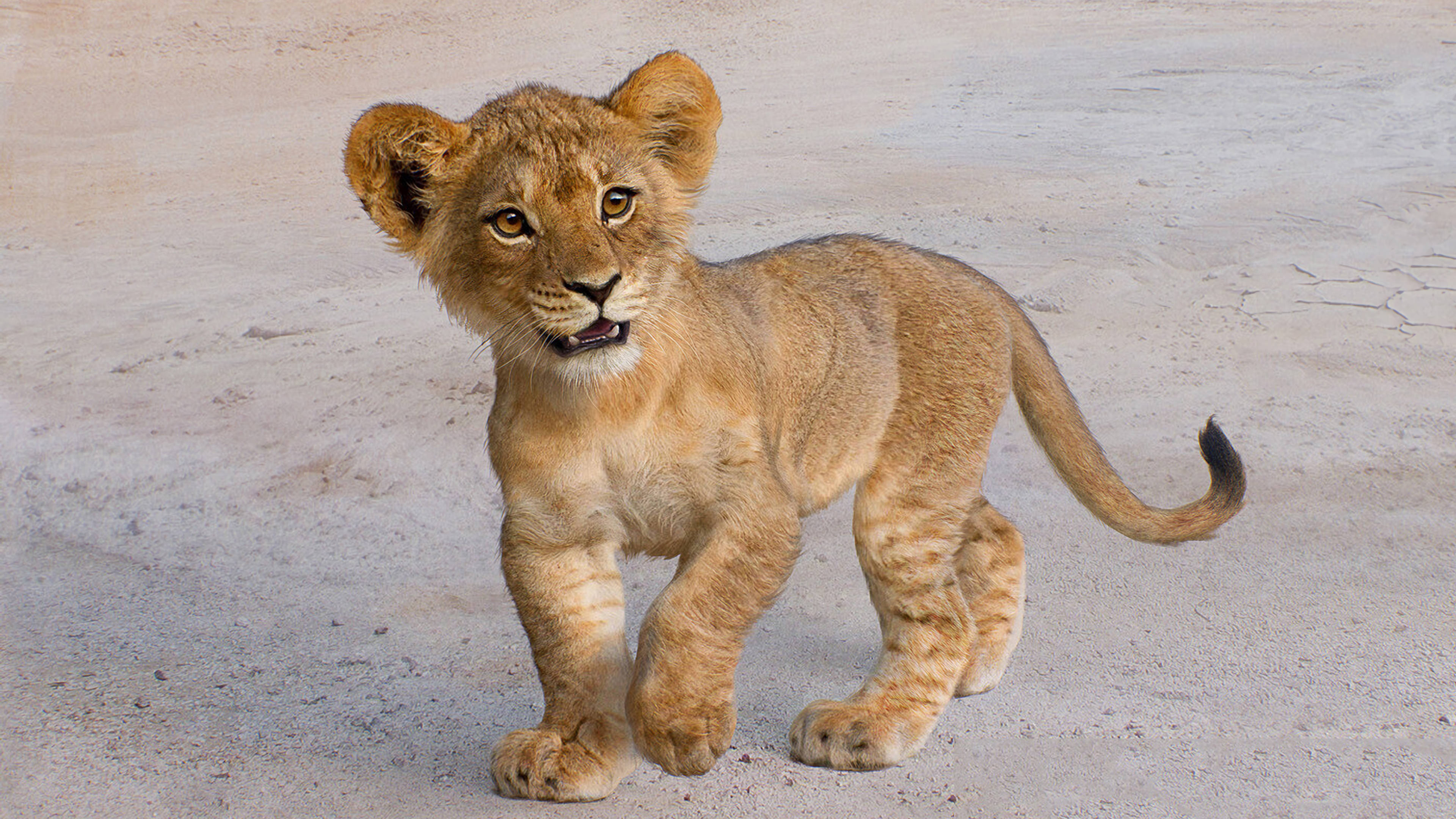 4K Ultra HD Lions, lion cub, golden fur, 4K Desktop Wallpaper