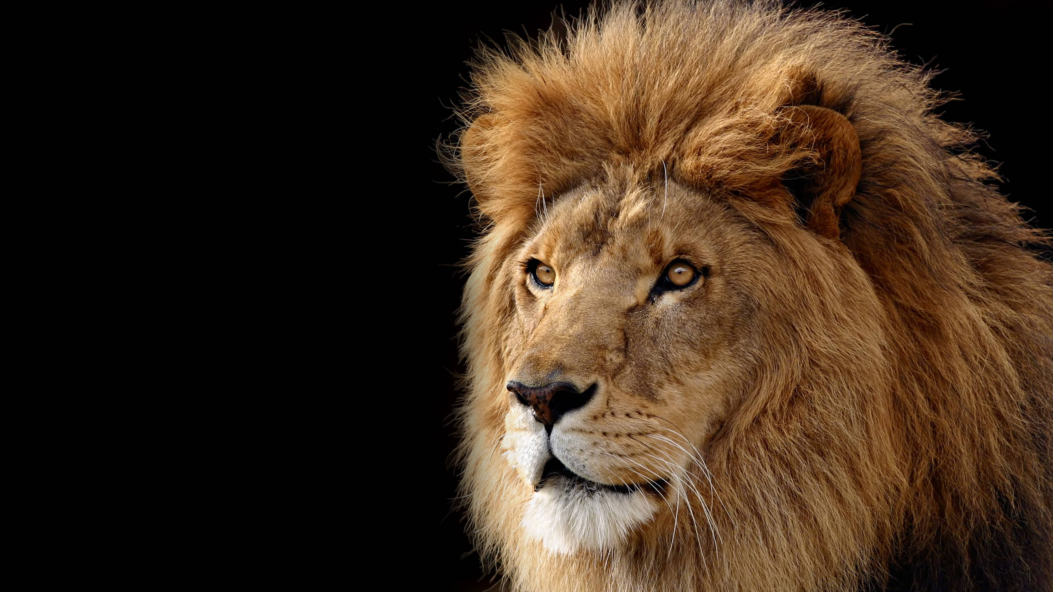 4K Ultra HD Lions, North African, male lion, 2K Desktop Wallpaper