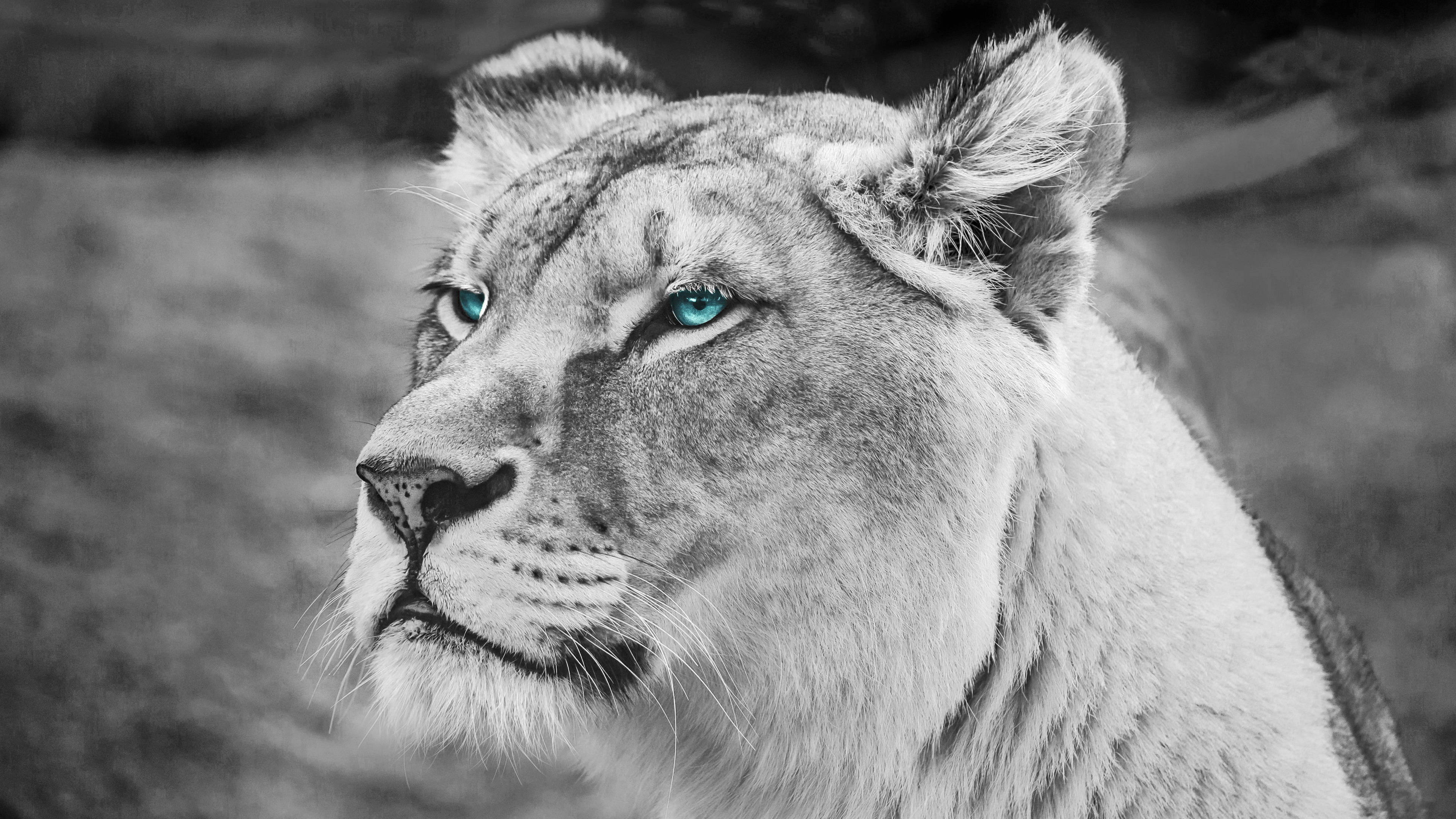 4K Ultra HD Lions, lioness, blue eyes, 4K Desktop Wallpaper