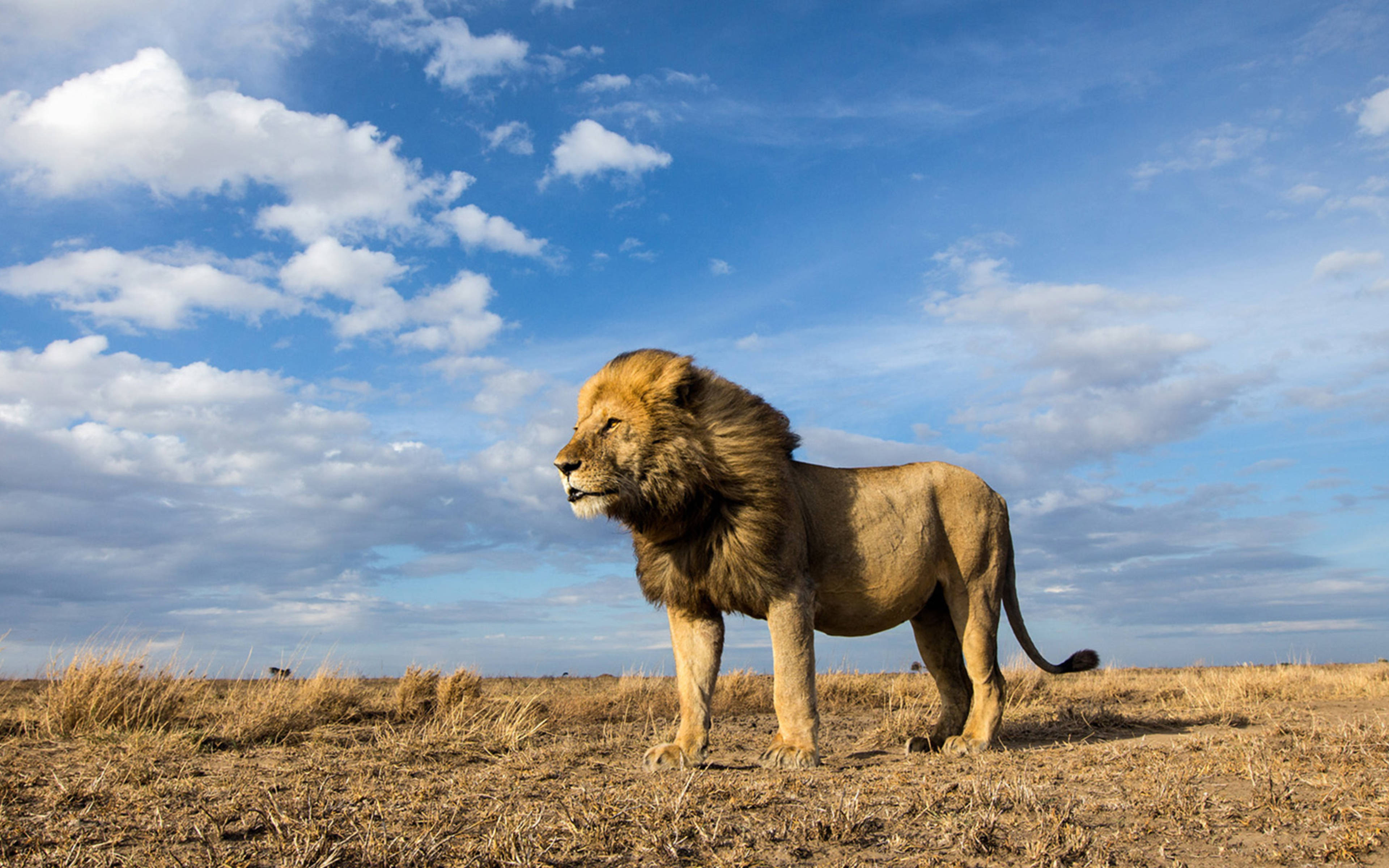 4K Ultra HD Lions, male lion, dry savanna, 4K Desktop Wallpaper