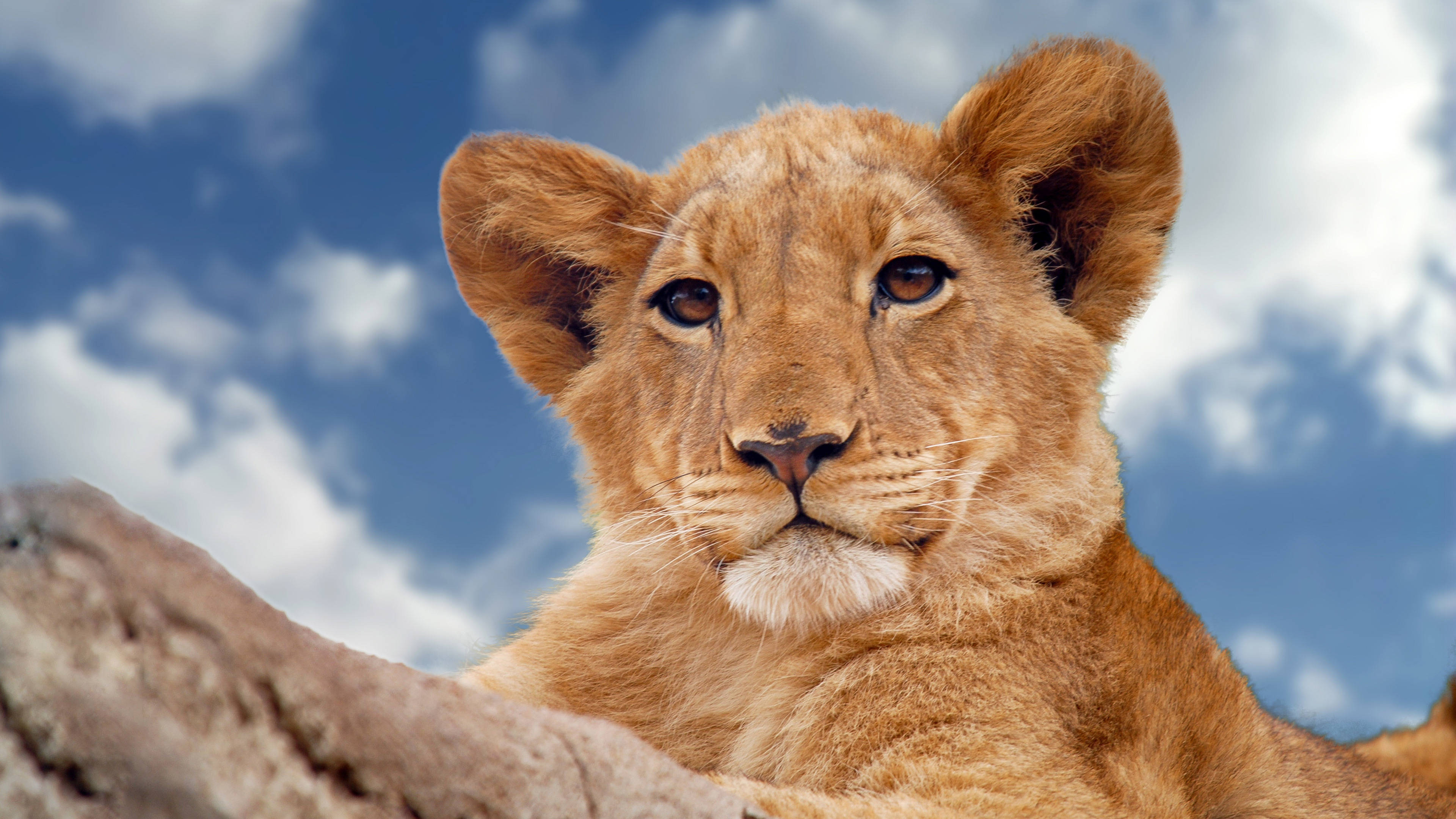 lion cub, golden fur, rock, 4K Desktop Wallpaper