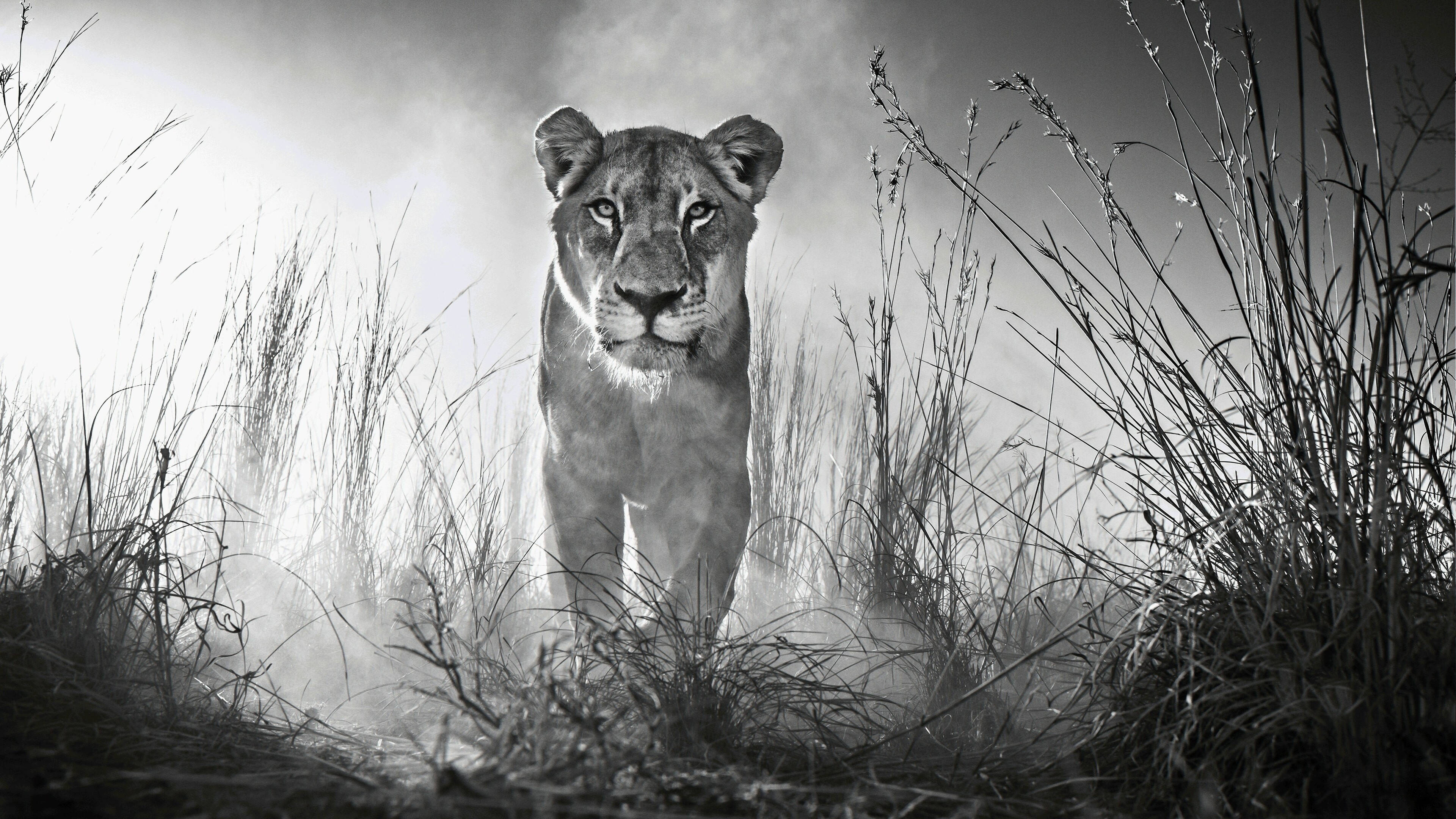 lioness, tall grass, misty monochrome scene, 4K Desktop Wallpaper