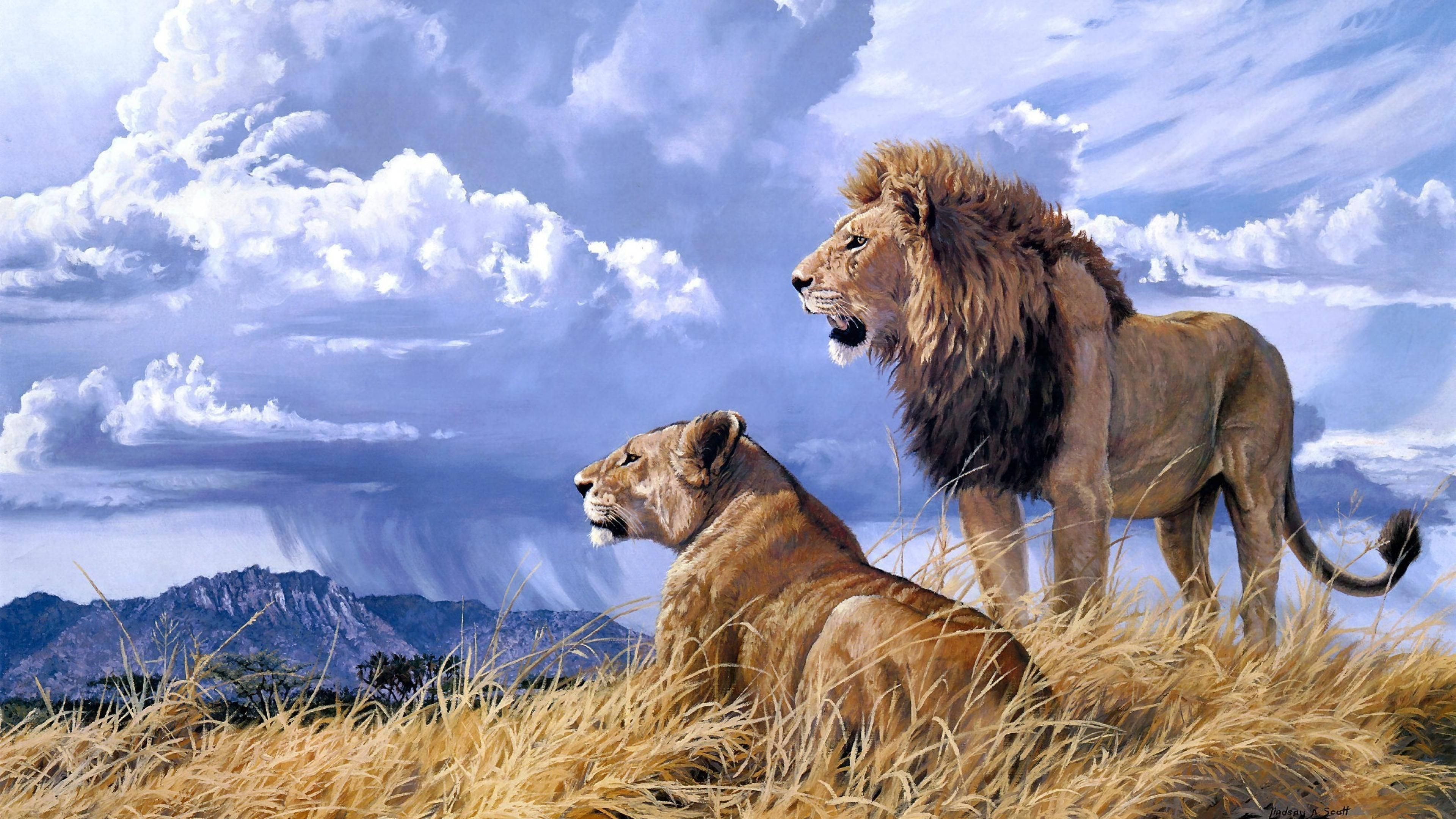 4K Ultra HD Lions, male lion, female lion, 4K Desktop Wallpaper