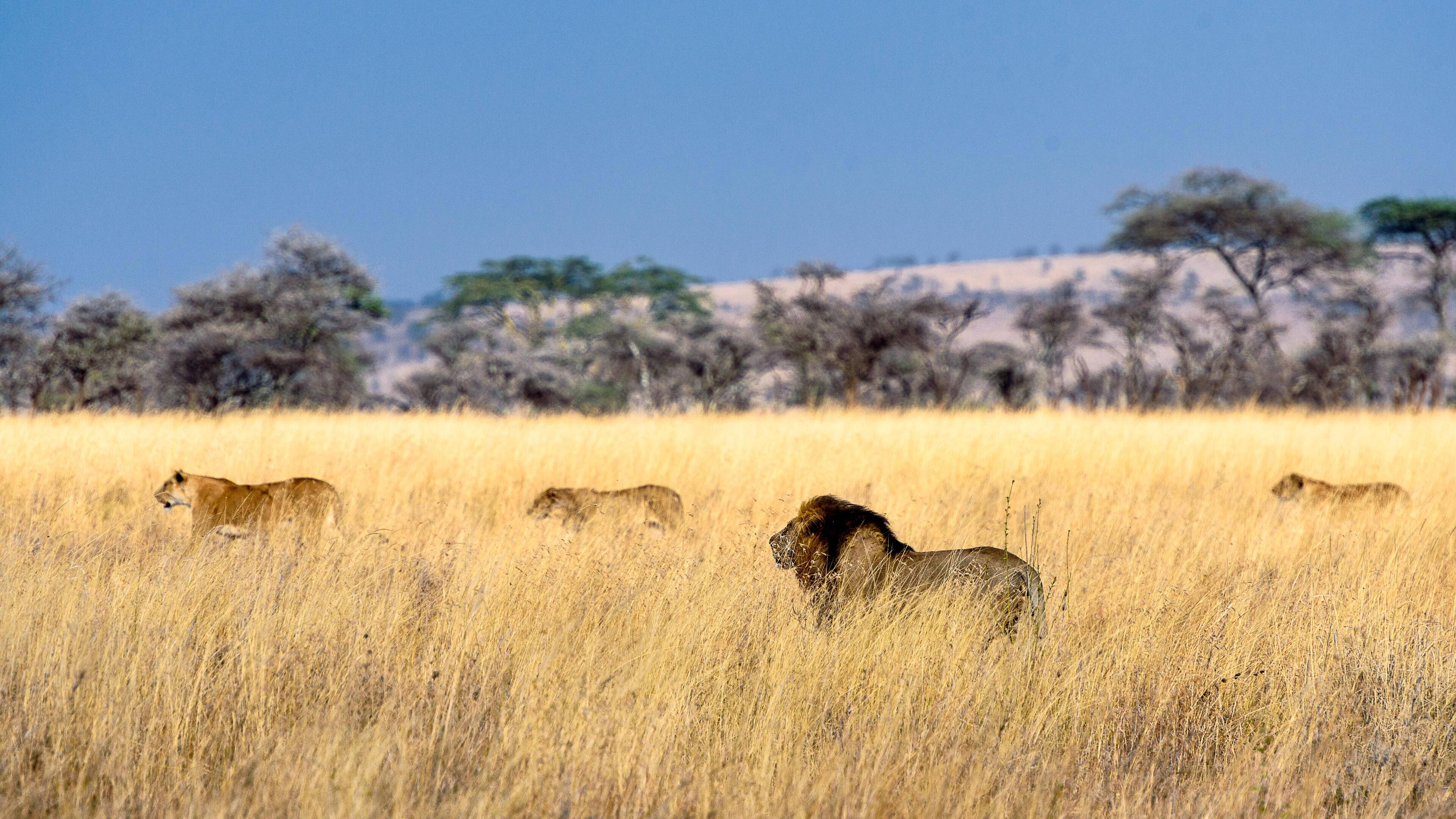 4K Ultra HD Lions, yellow grass, golden grass, 4K Desktop Wallpaper